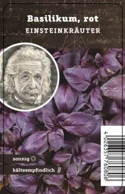 Einsteinkräuter - Basilikum rot 12 cm Topf