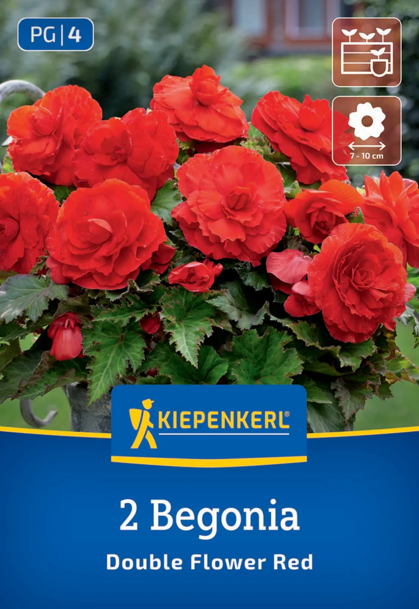 Kiepenkerl Frühjahrsblumenzwiebel Knollenbegonie Rot 2 Stück