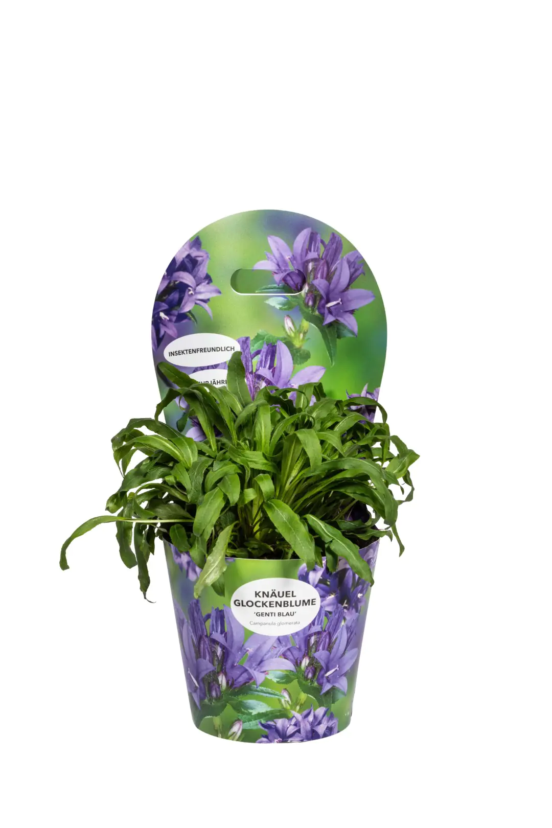 Solitärstauden Campanula glomerata Glockenblume 19 cm