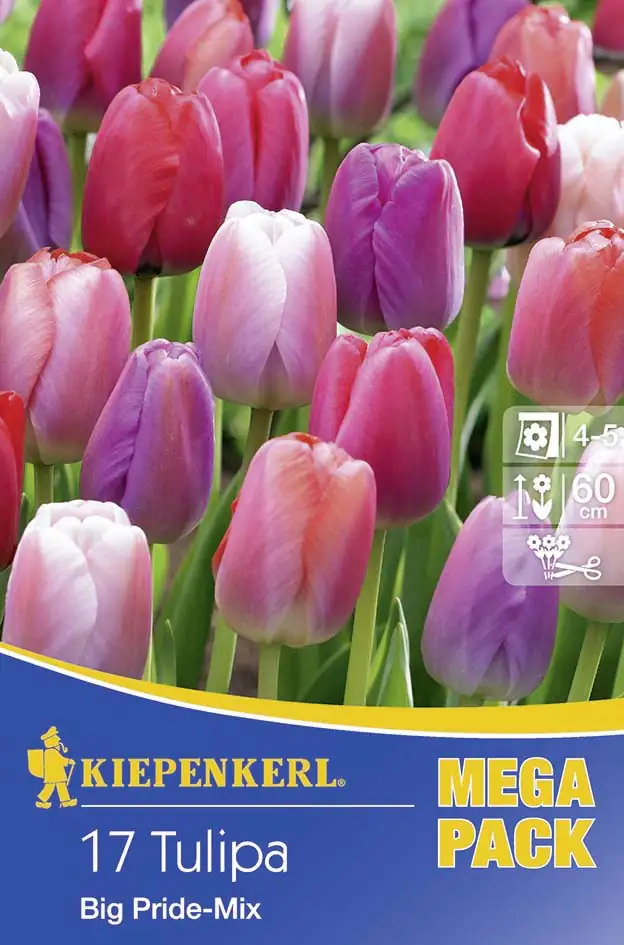 Kiepenkerl Blumenzwiebel Tulpe Big Pride-Mix Tulipa x Hybrida, Inhalt: 17 Stück