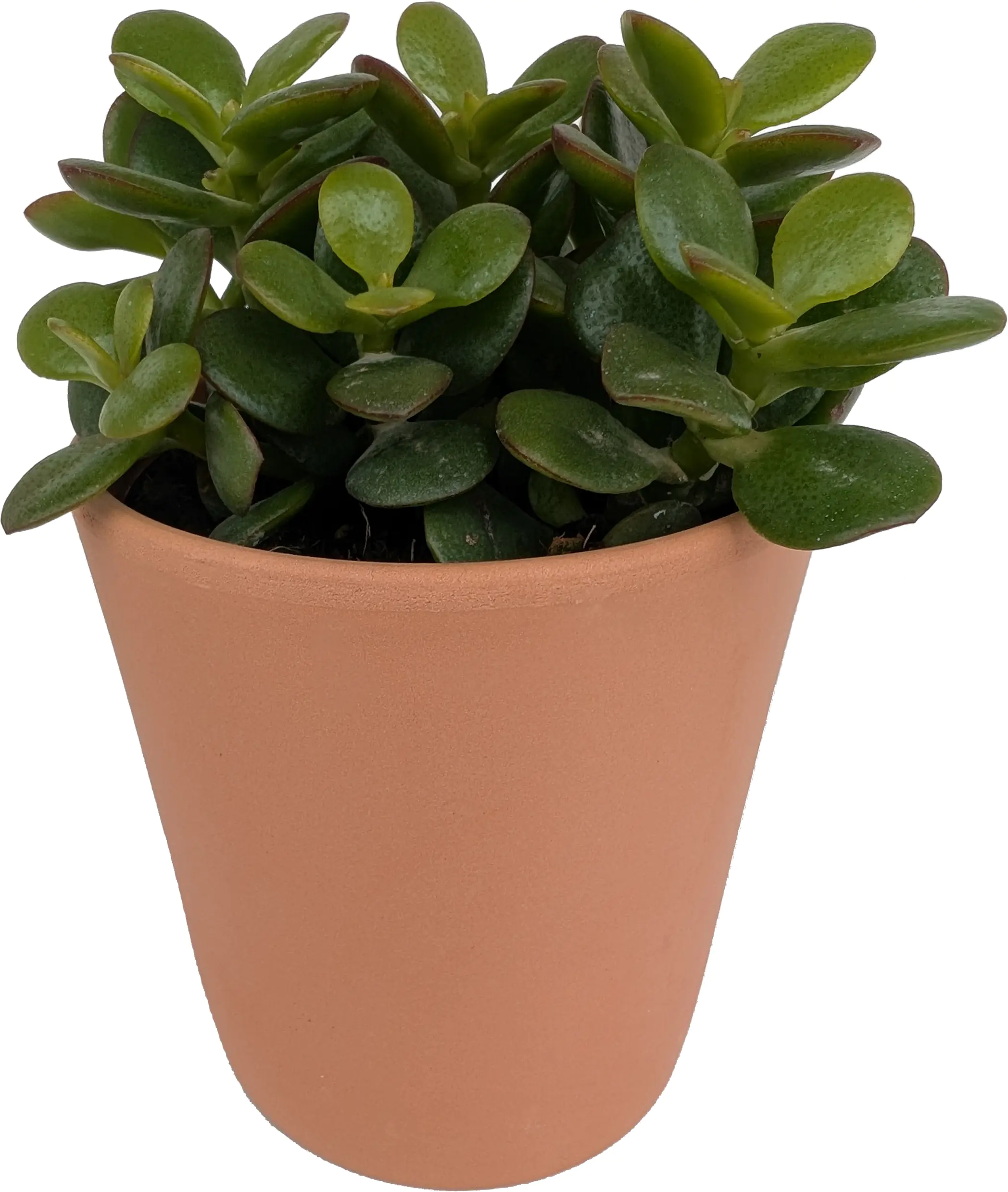 Cactaceae Sukkulenten 10,5 cm im 11 cm Topf