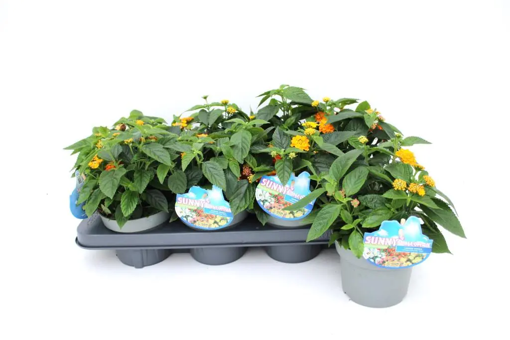 Lantana Camara Wandelröschen Trio 13 cm Topf