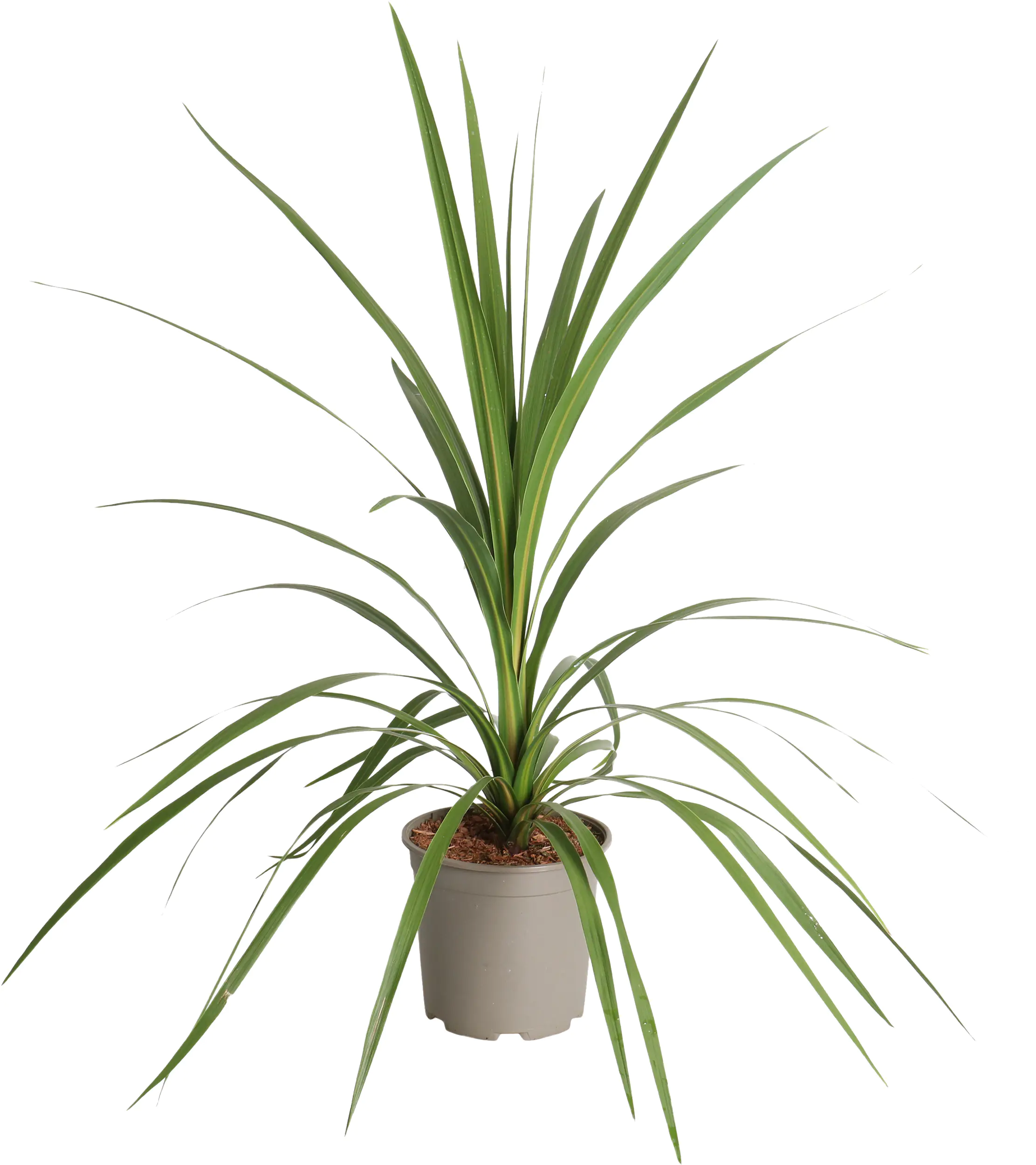 Keulenlilie Cordyline 20 cm Topf