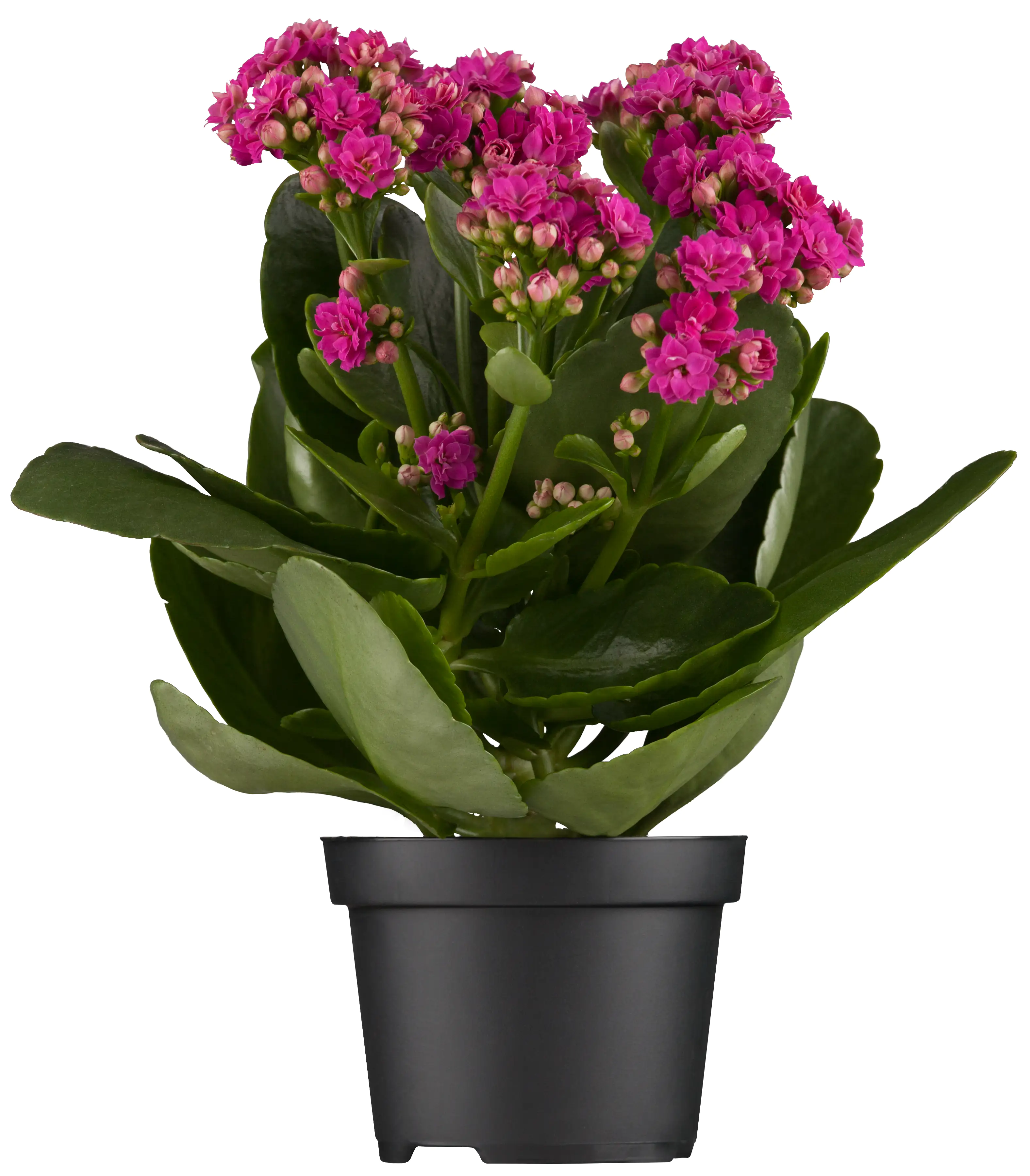 Flammendes Käthchen lila gefüllt Kalanchoe H ca. 15 cm 7 cm Topf