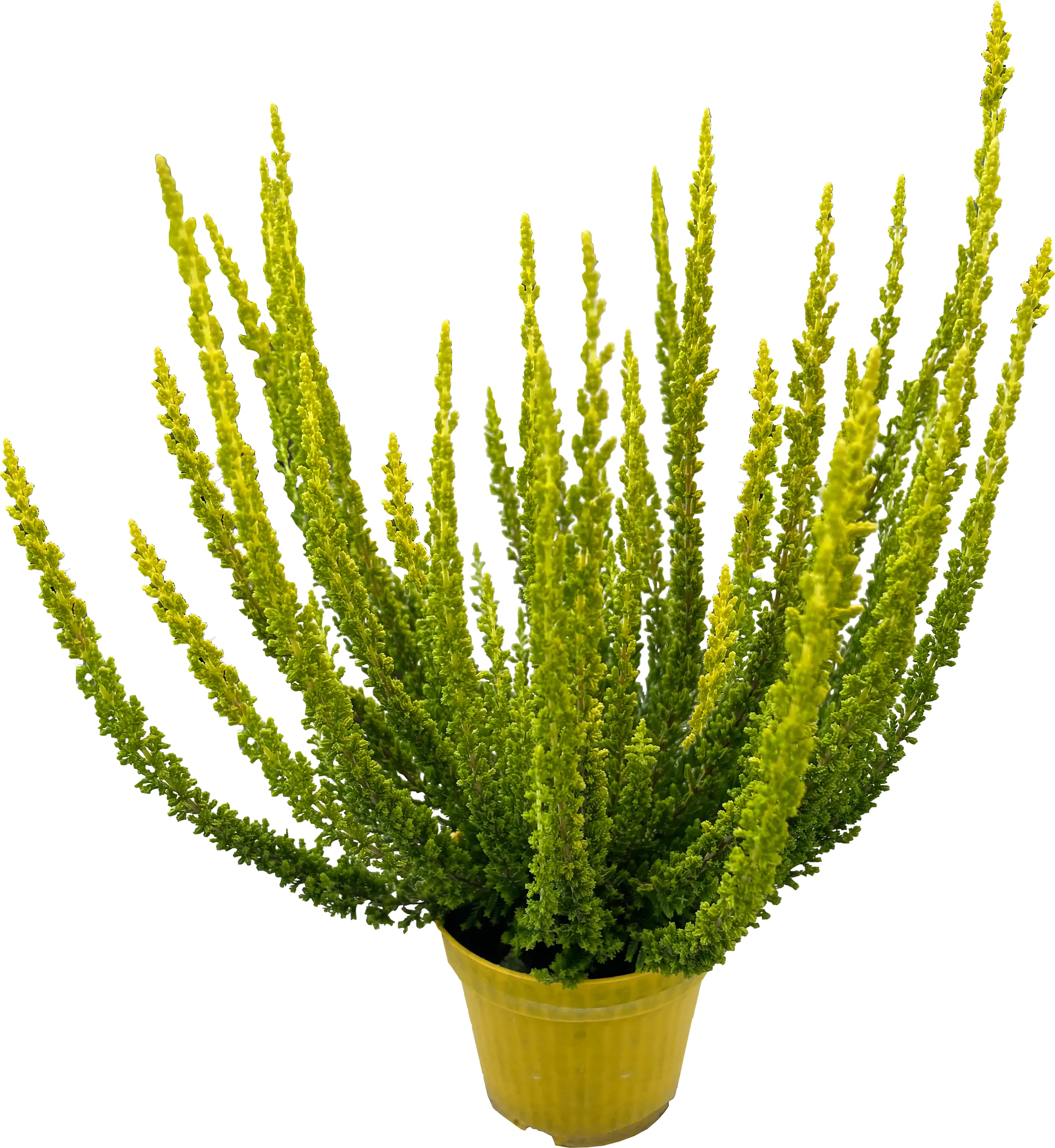 Calluna vulgaris Besonderheiten 11 cm Topf, 15 cm hoch