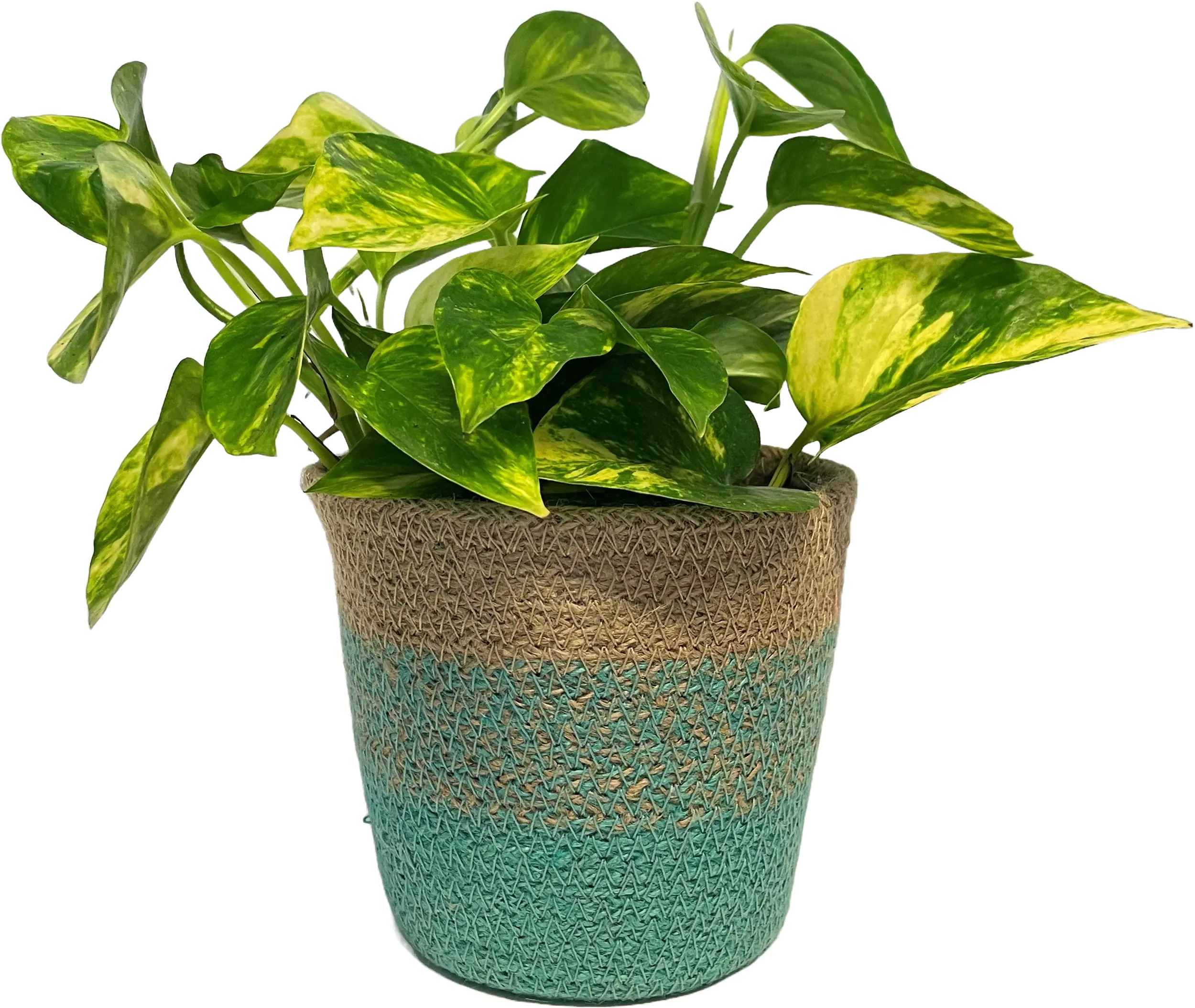 Efeutute Scindapsus Aureus im Korb H 20 cm 12 cm Korb