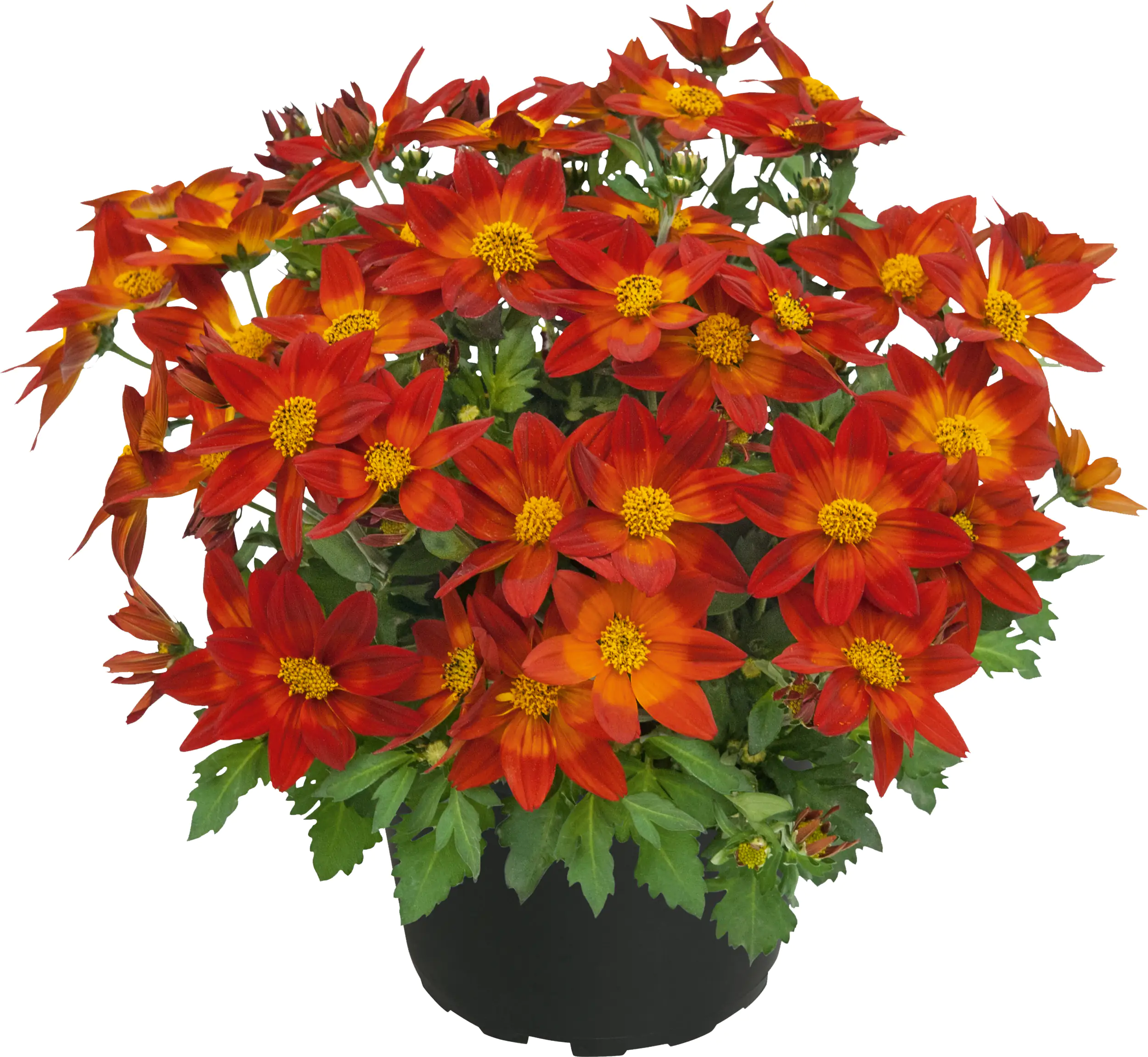 Goldmarie Bidens Trio Mix H 20 cm 5 L Container Goldmarie Bidens Trio Mix H 20 cm 5 L Container