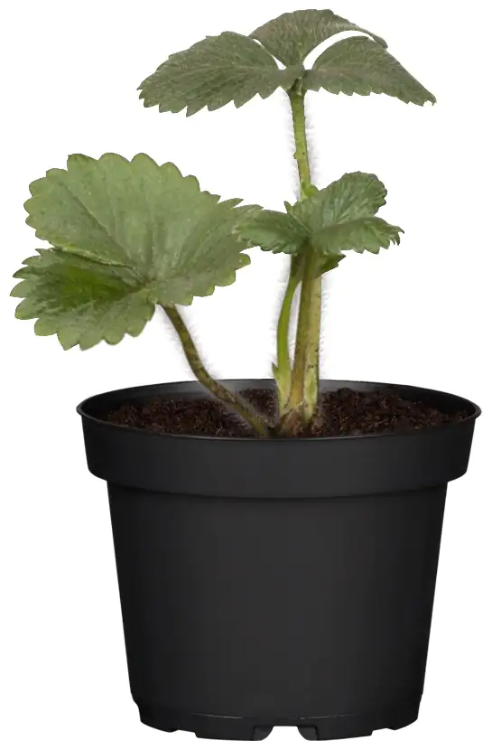 Bio Erdbeere Fragaria Honeoye H 20 cm 9 cm Topf