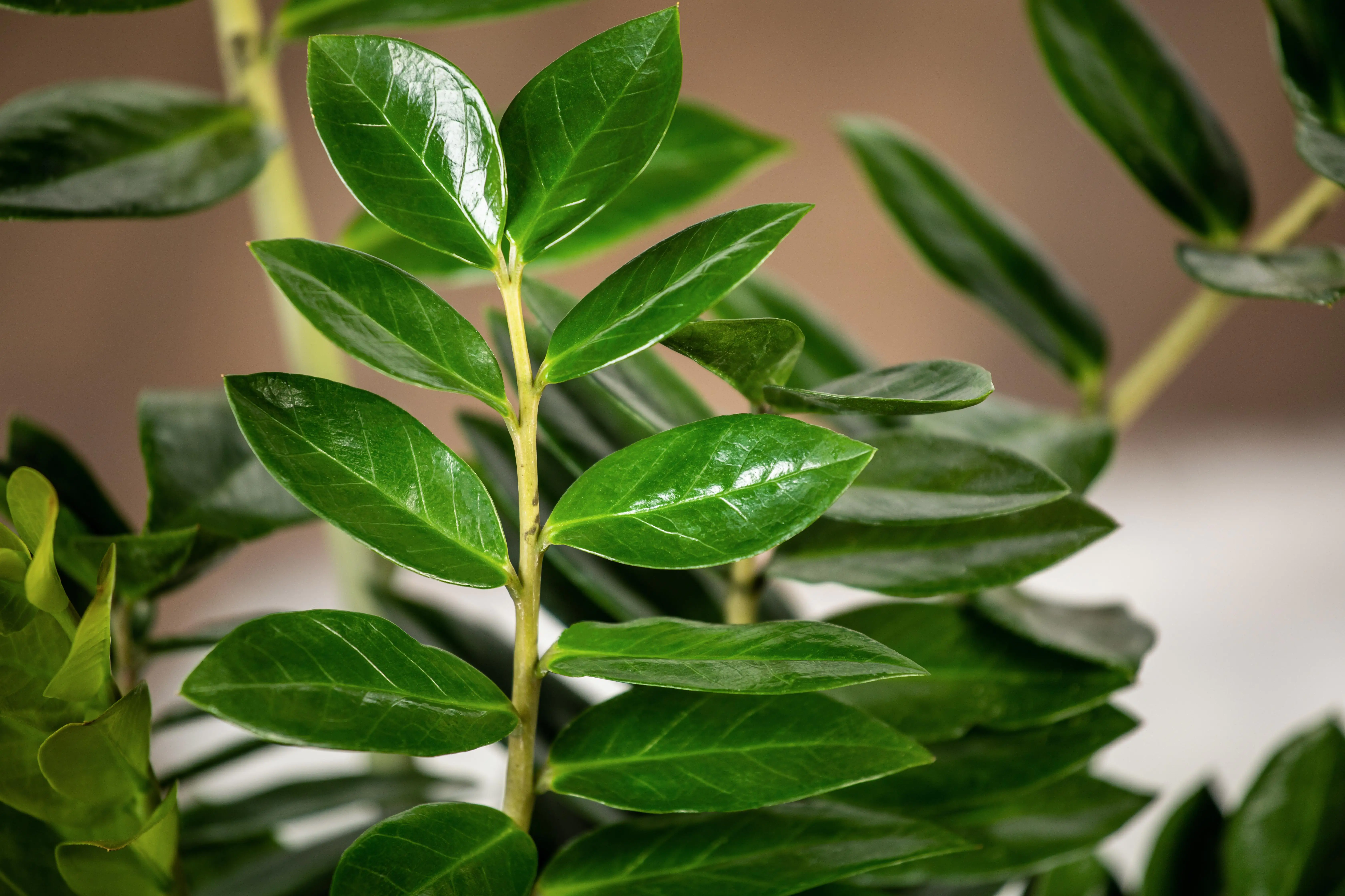 Zamioculcas Zamifolia Glücksfeder 60 cm 17 cm Topf