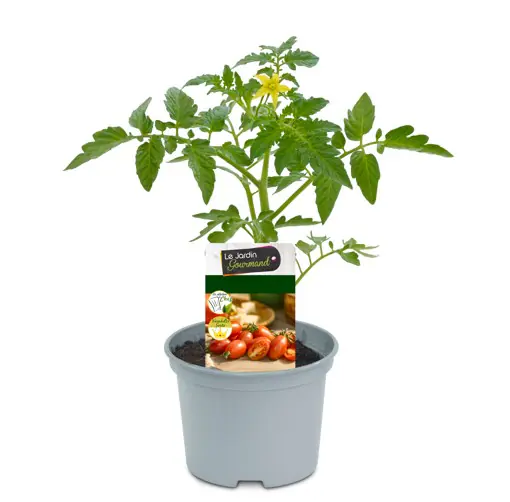 Resistente Gemüsepflanzen Tomate Solanum lycopersicum 12 cm Topf