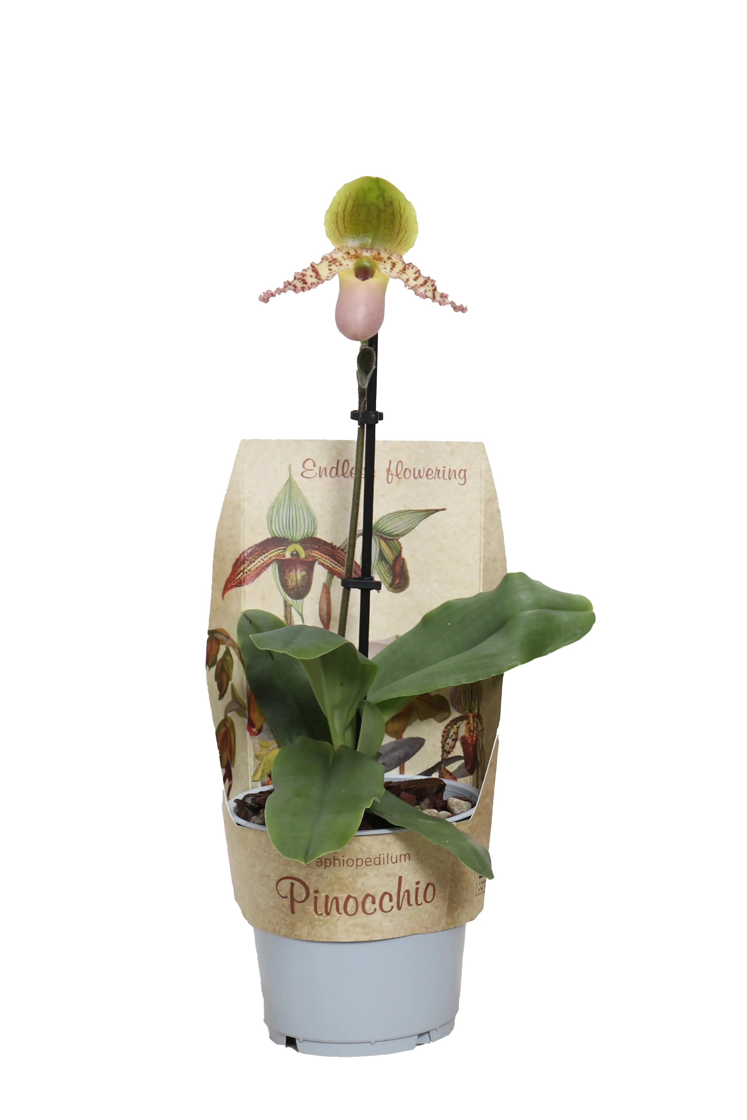 Frauenschuh "Pinocchio" Mix 1 Trieb Paphiopedilum 12 cm Topf