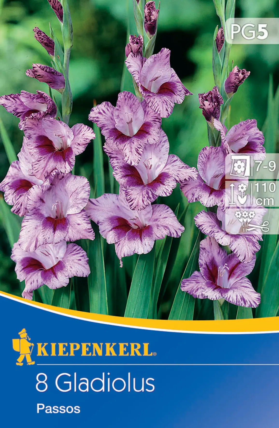 Kiepenkerl Kleinblumige Gladiole Passos