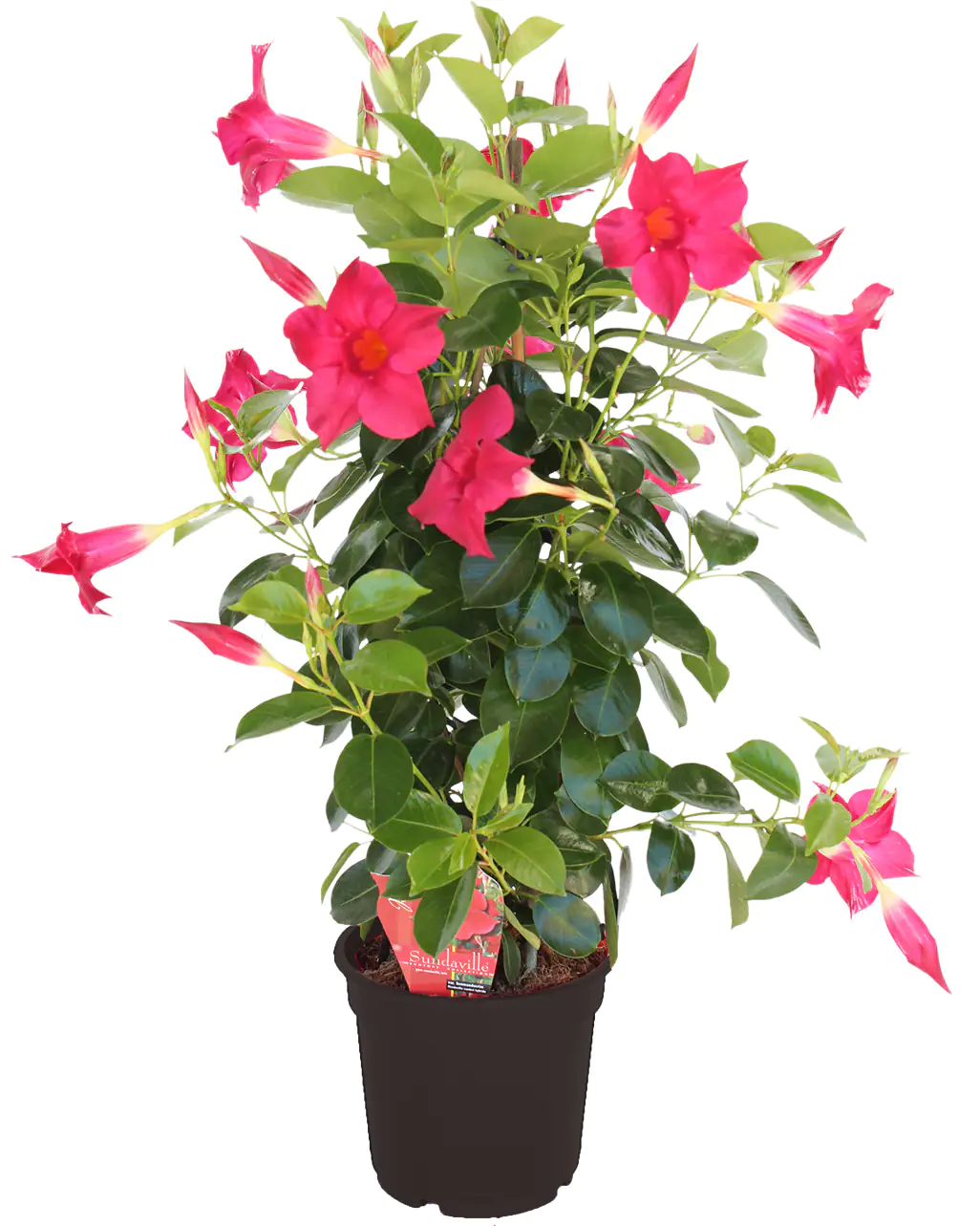 Dipladenien Pyramide H 40 cm14 cm Topf