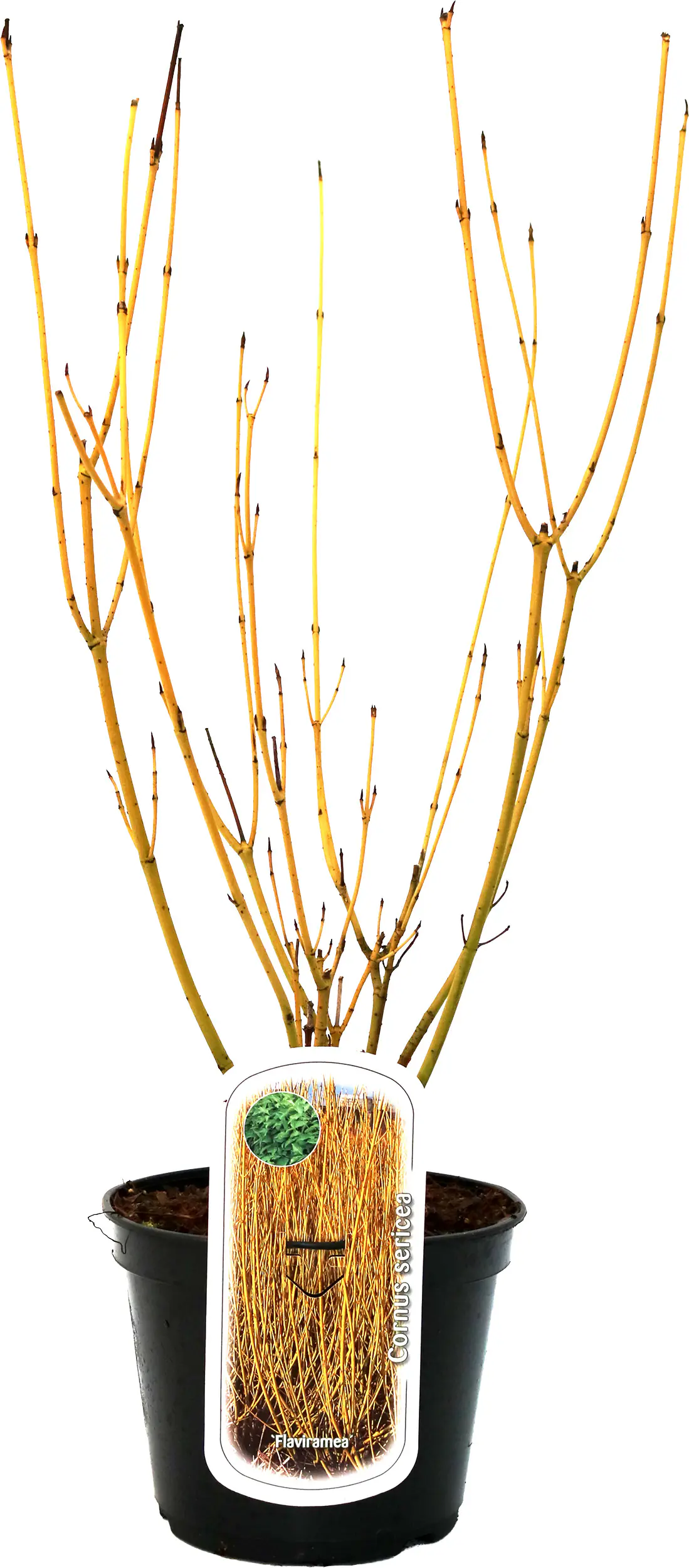 Frühjahrs-Blühsträuchermix im 19 cm Topf