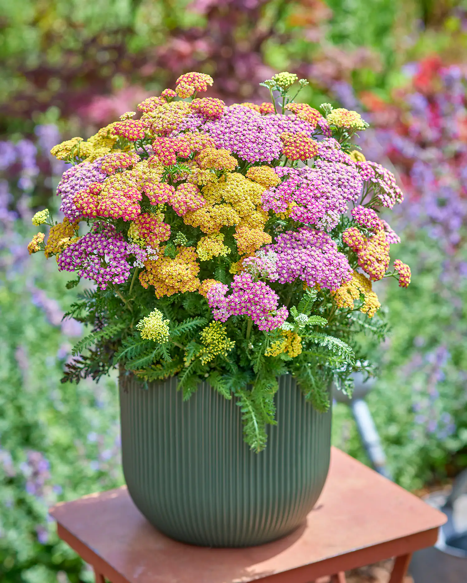 Schafgarbe Achillea Trio Mix  H 40 cm 5 L Container