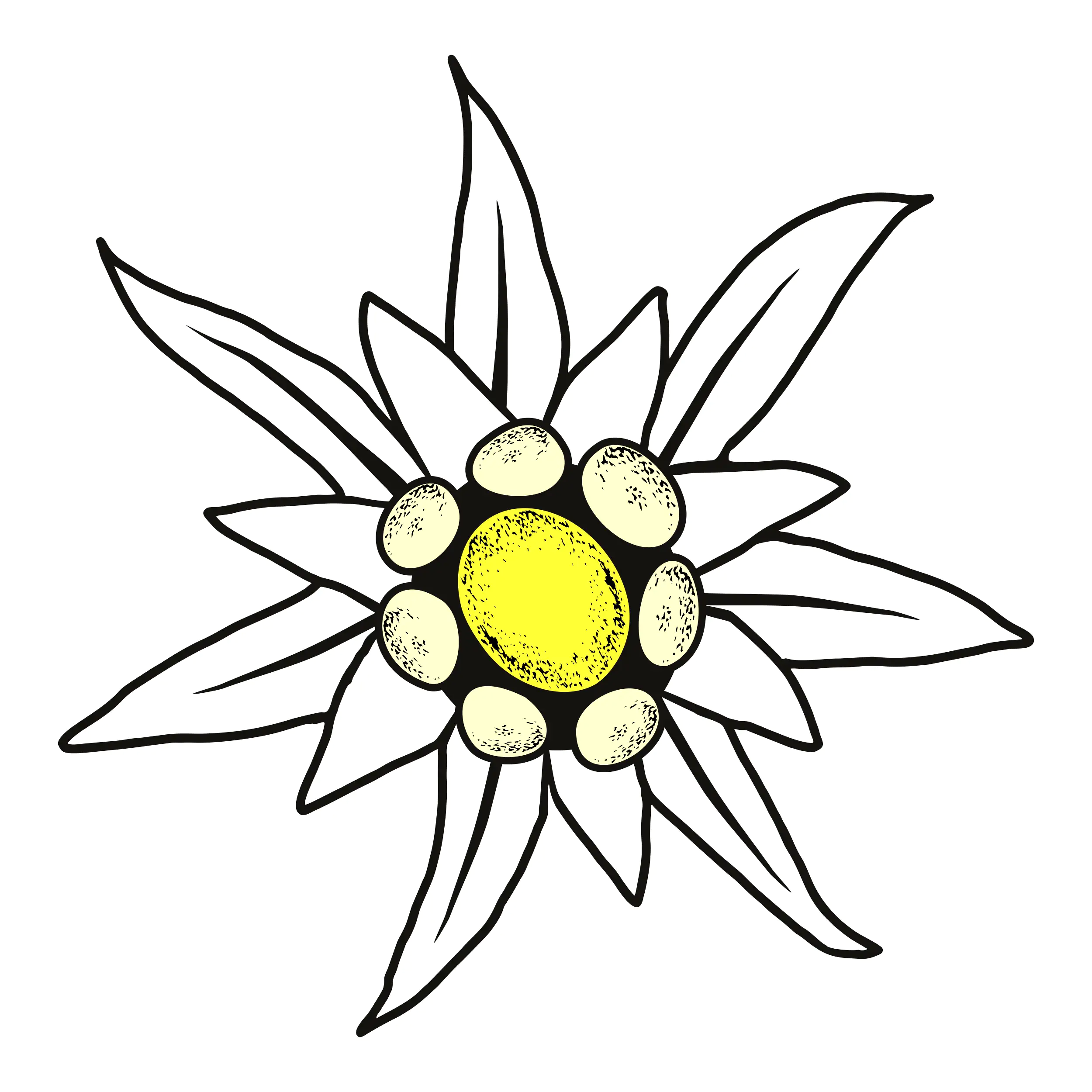 Hermann Schütz Aufkleber Edelweis 80x80mm