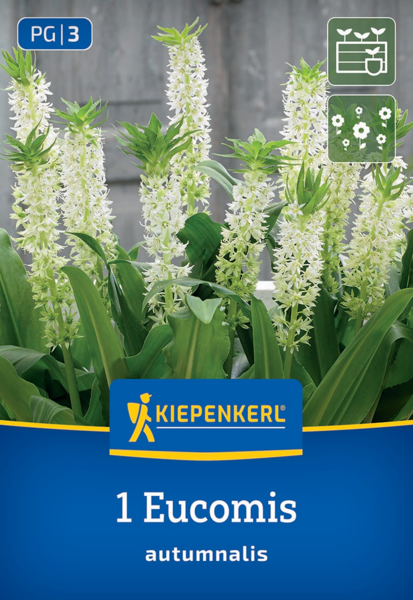 Kiepenkerl Frühjahrsblumenzwiebel Eucomis autumnalis 1 Stück