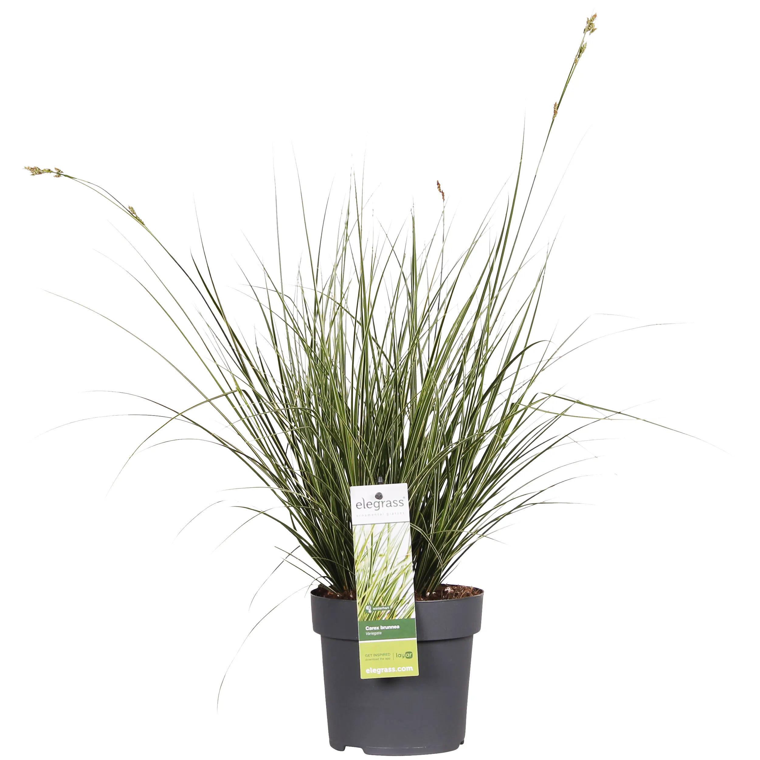 Gräser-Mix H 40 - 65 cm, 14 cm Topf
