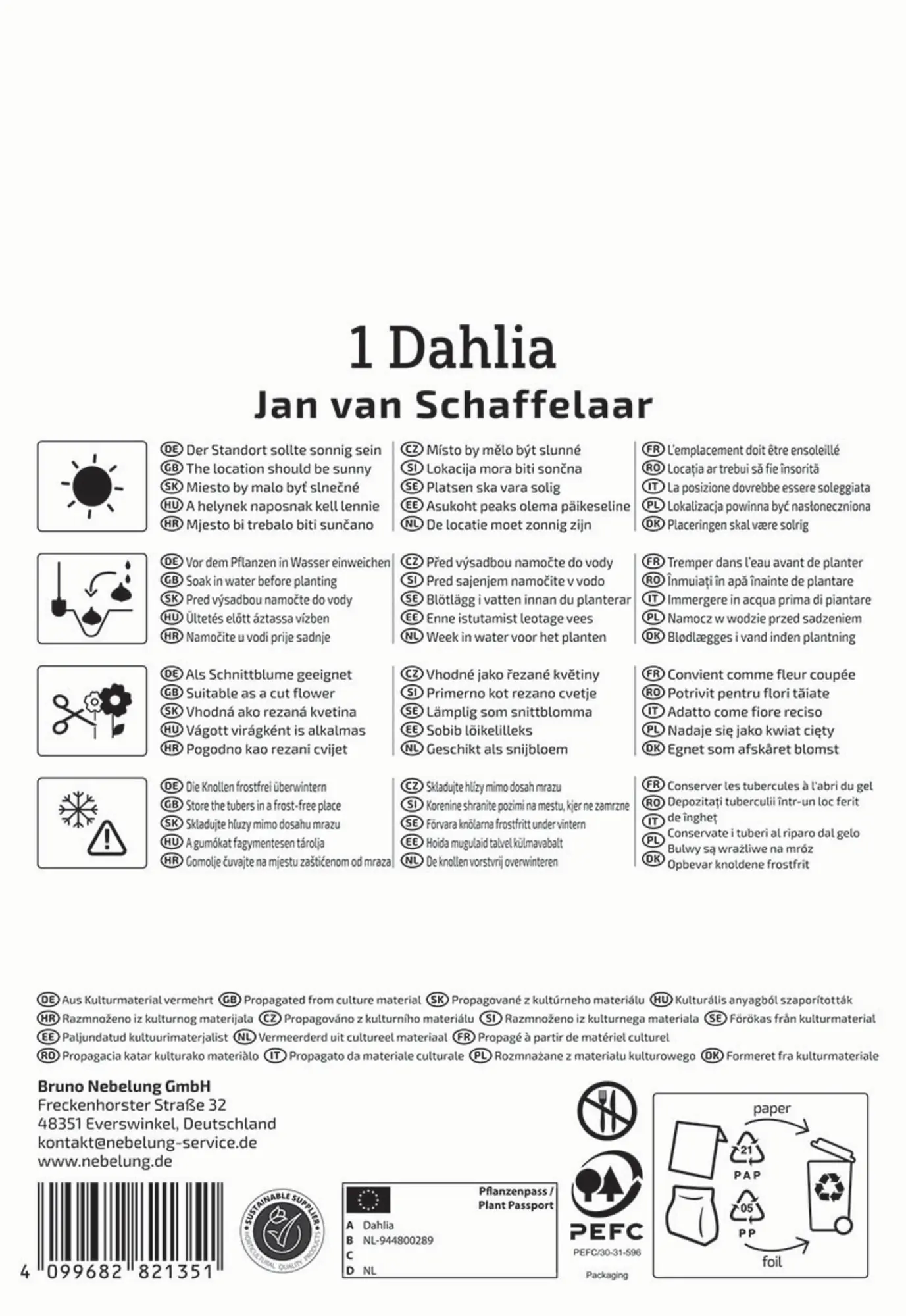 Kiepenkerl Frühjahrsblumenzwiebel Pompon-Dahlie Jan van Schaffelaar 1 Stück