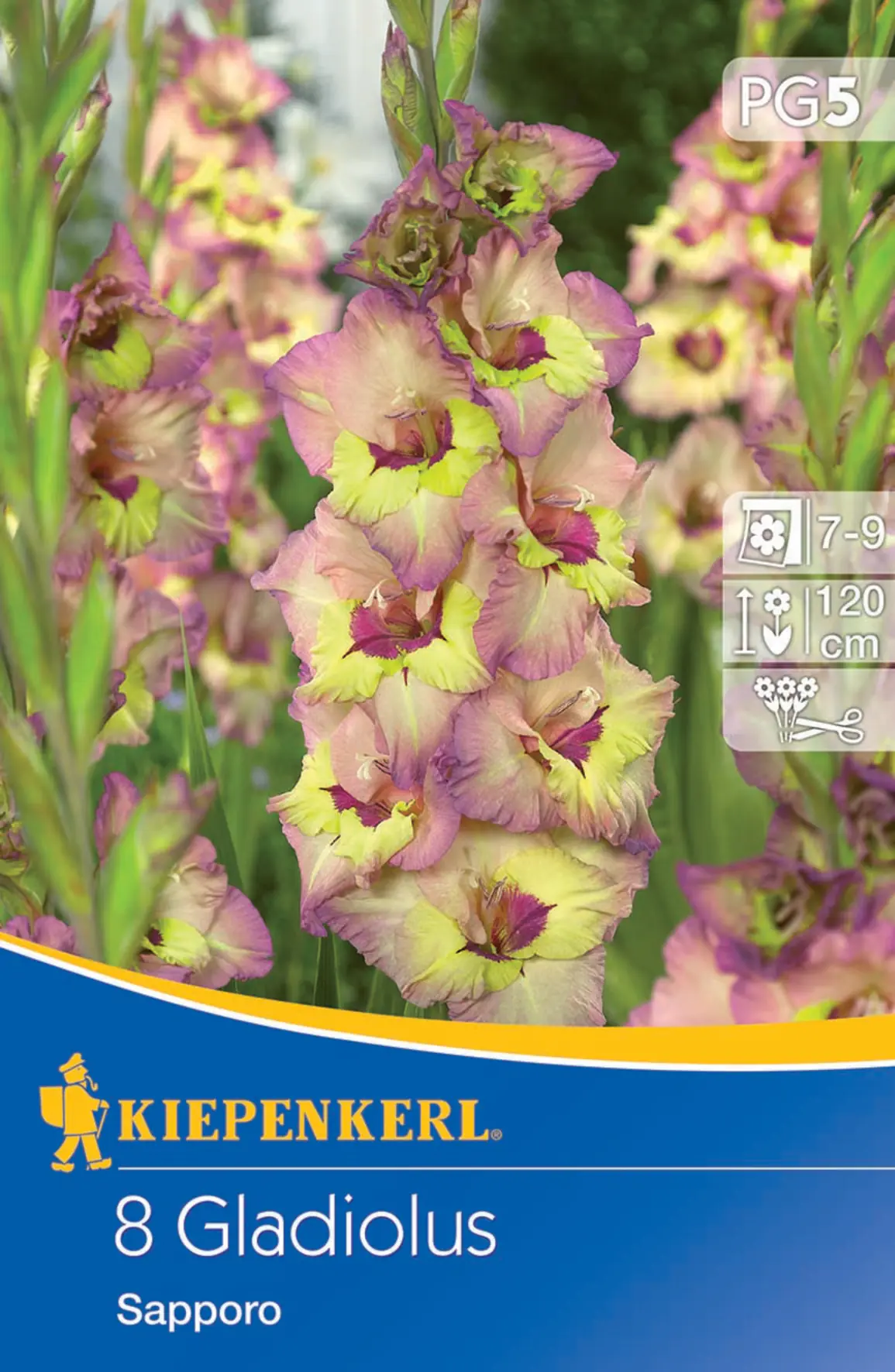 Kiepenkerl Großblumige Gladiole Sapporo Kiepenkerl Großblumige Gladiole Sapporo