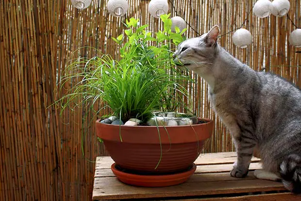 Graue Katze schnuppert an einem DIY-Katzengarten mit frischem Katzengras und Kräutern in einem großen Blumentopf.