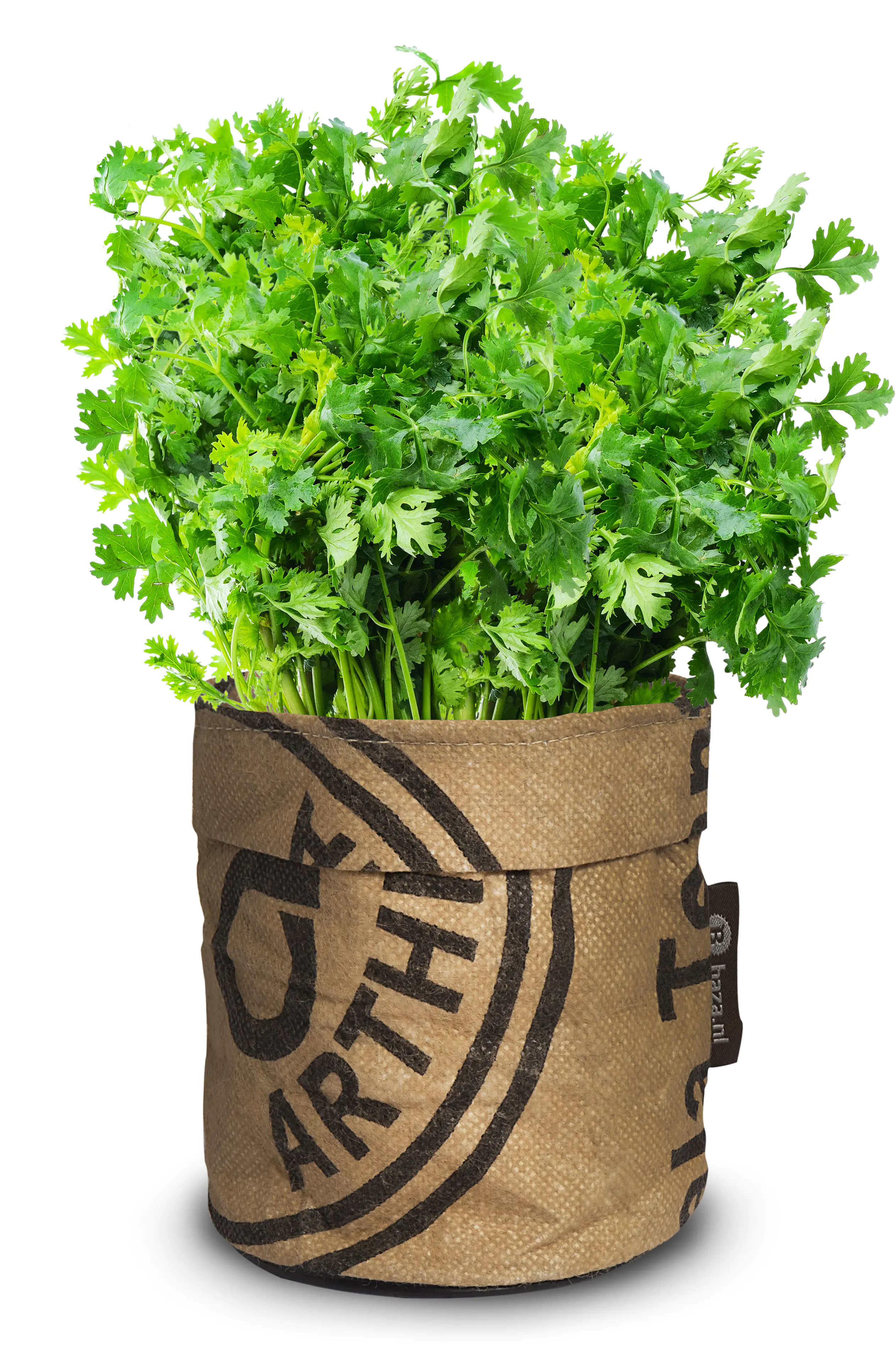 Baza Seeds Kitchengarden Bio Koriander Baza Seeds Kitchengarden Bio Koriander