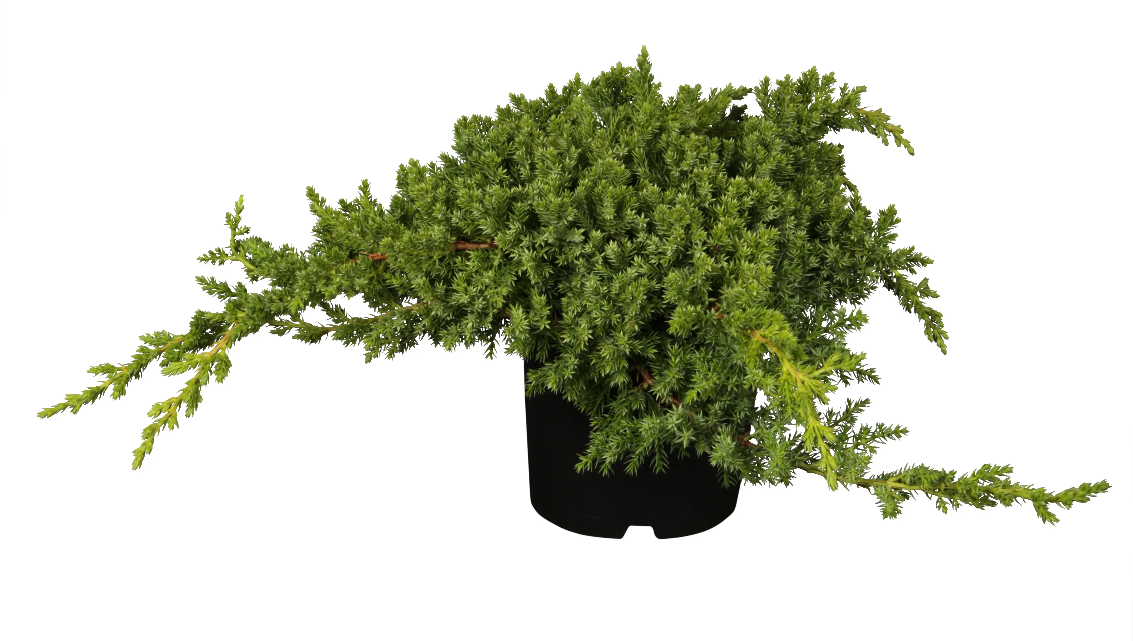 Teppichwacholder 'Nana' 2 L Container