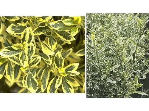 Japanischer Spindelstrauch Euonimus H 25 cm 2,5 L Topf