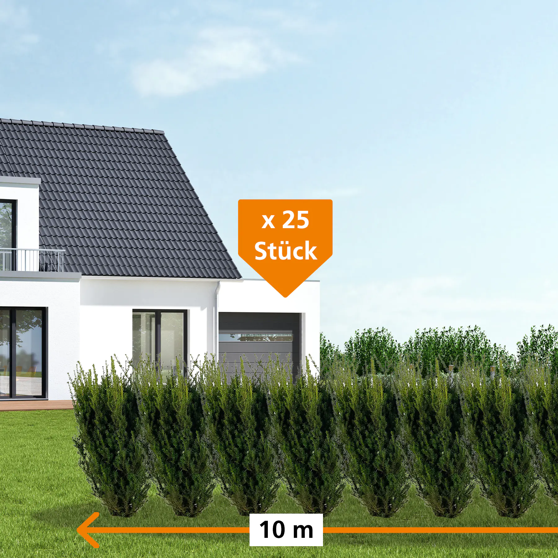 Bechereibe Hilli Taxus media hillii H 80 - 100 cm, 25 Stück