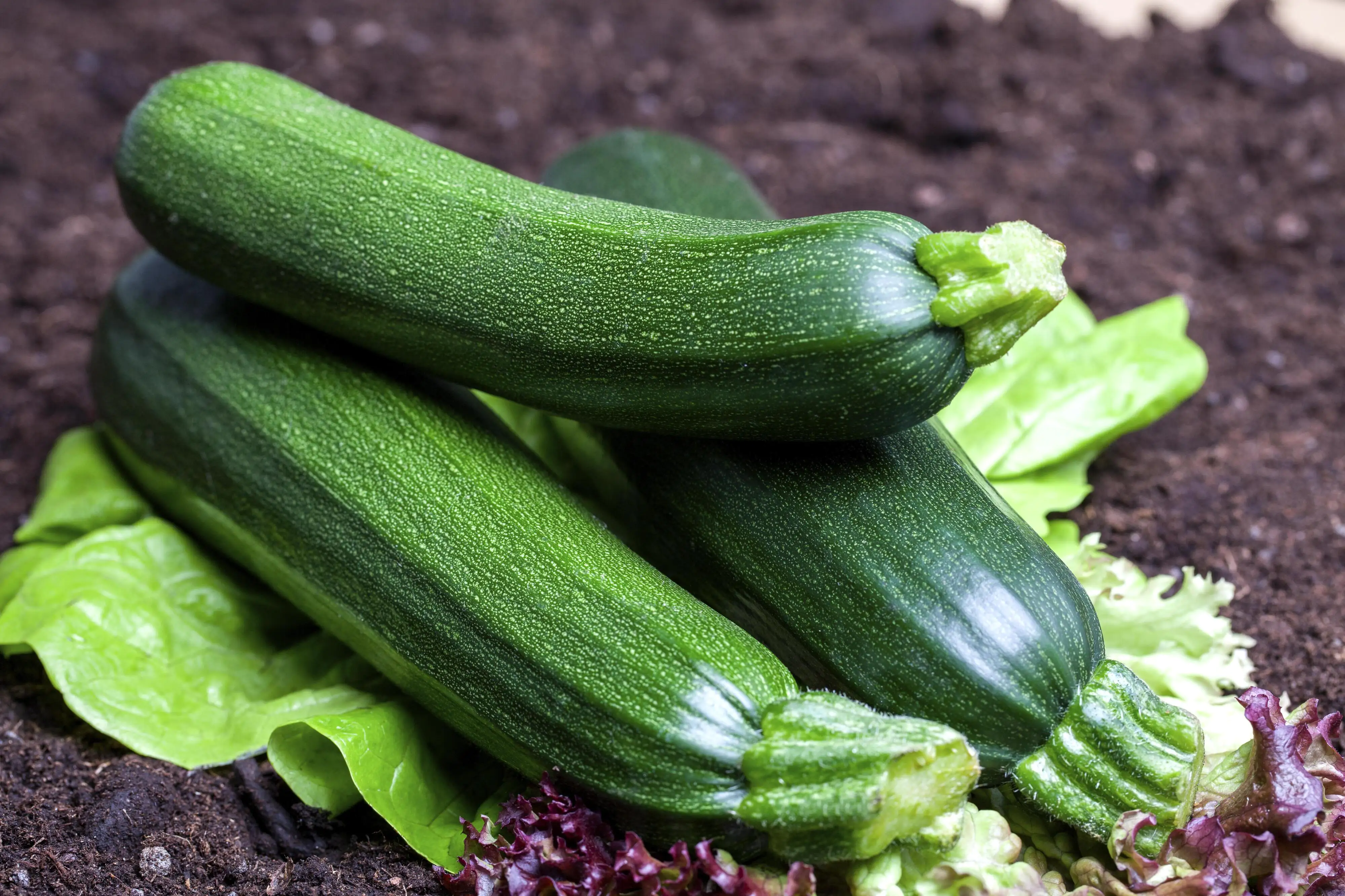 Zuchini gelb 10,5 cm Topf