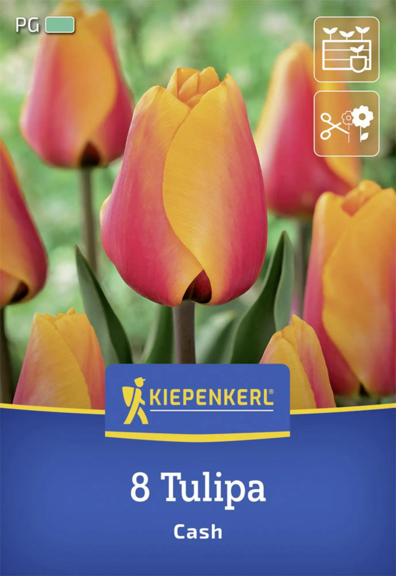 Kiepenkerl Herbstblumenzwiebel Darwin-Hybrid-Tulpe Cash 8 Stück