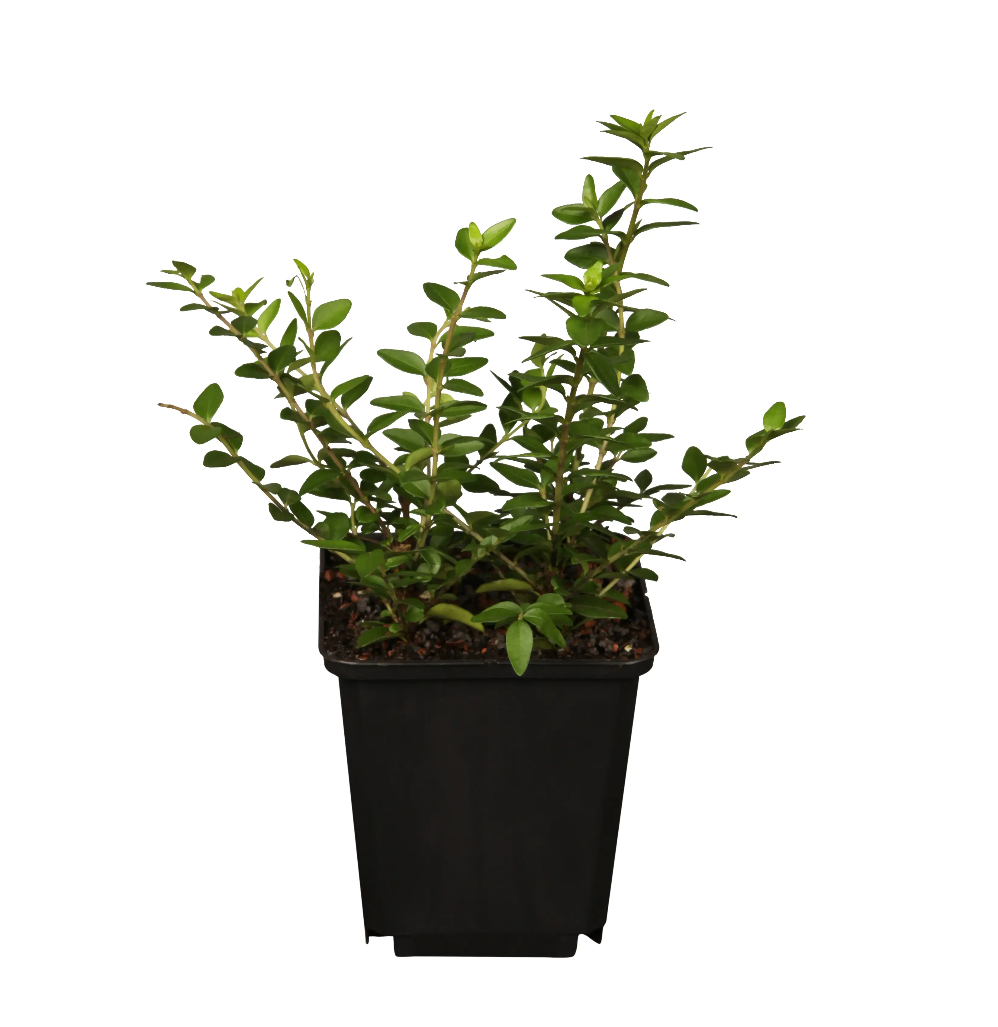 Maigrün 0,5 l Container Maigrün 0,5 l Container