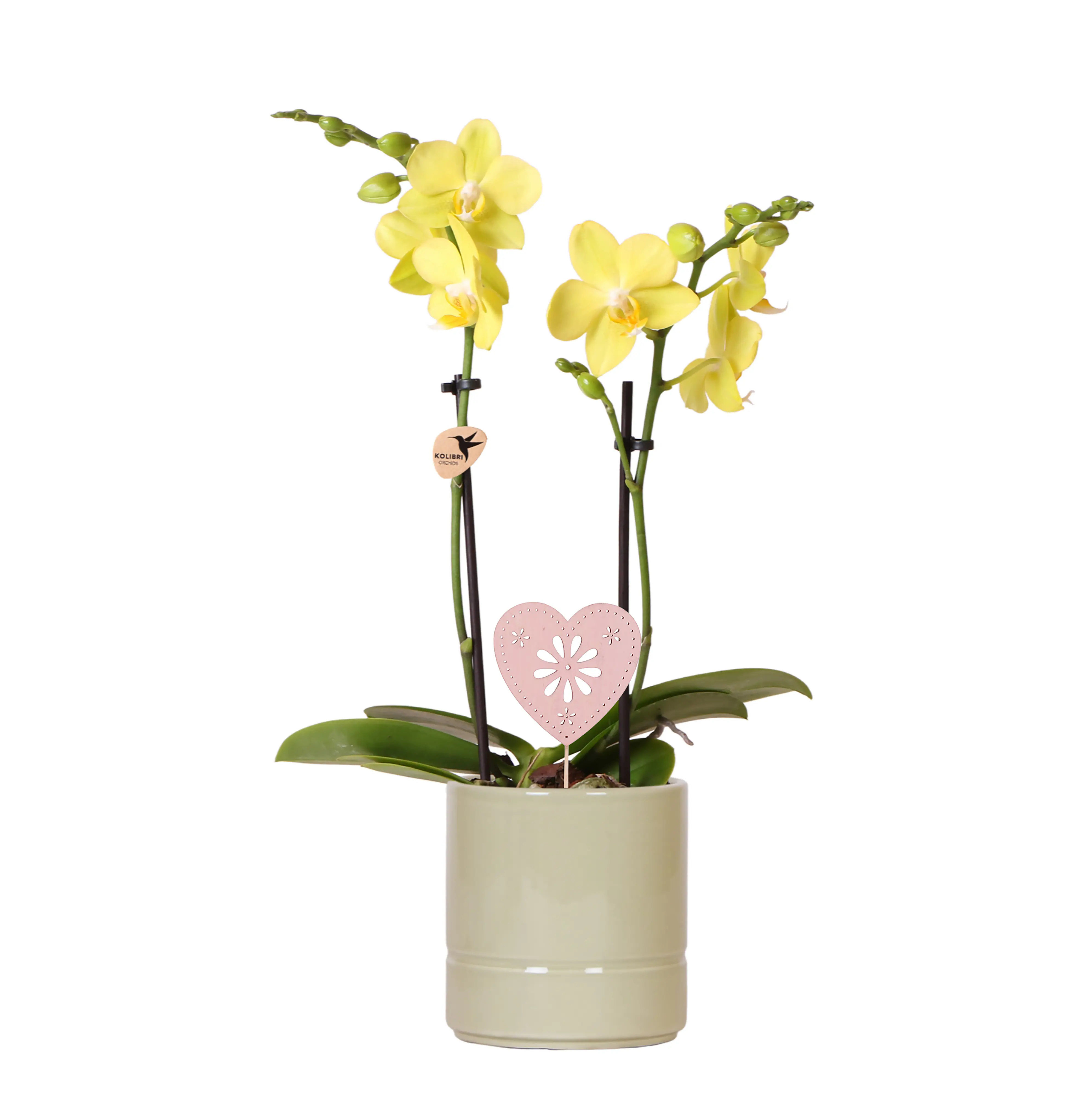 Schmetterlingsorchidee Phalaenopsis im  9 cm Keramiktopf mit Deko zum Valentinstag