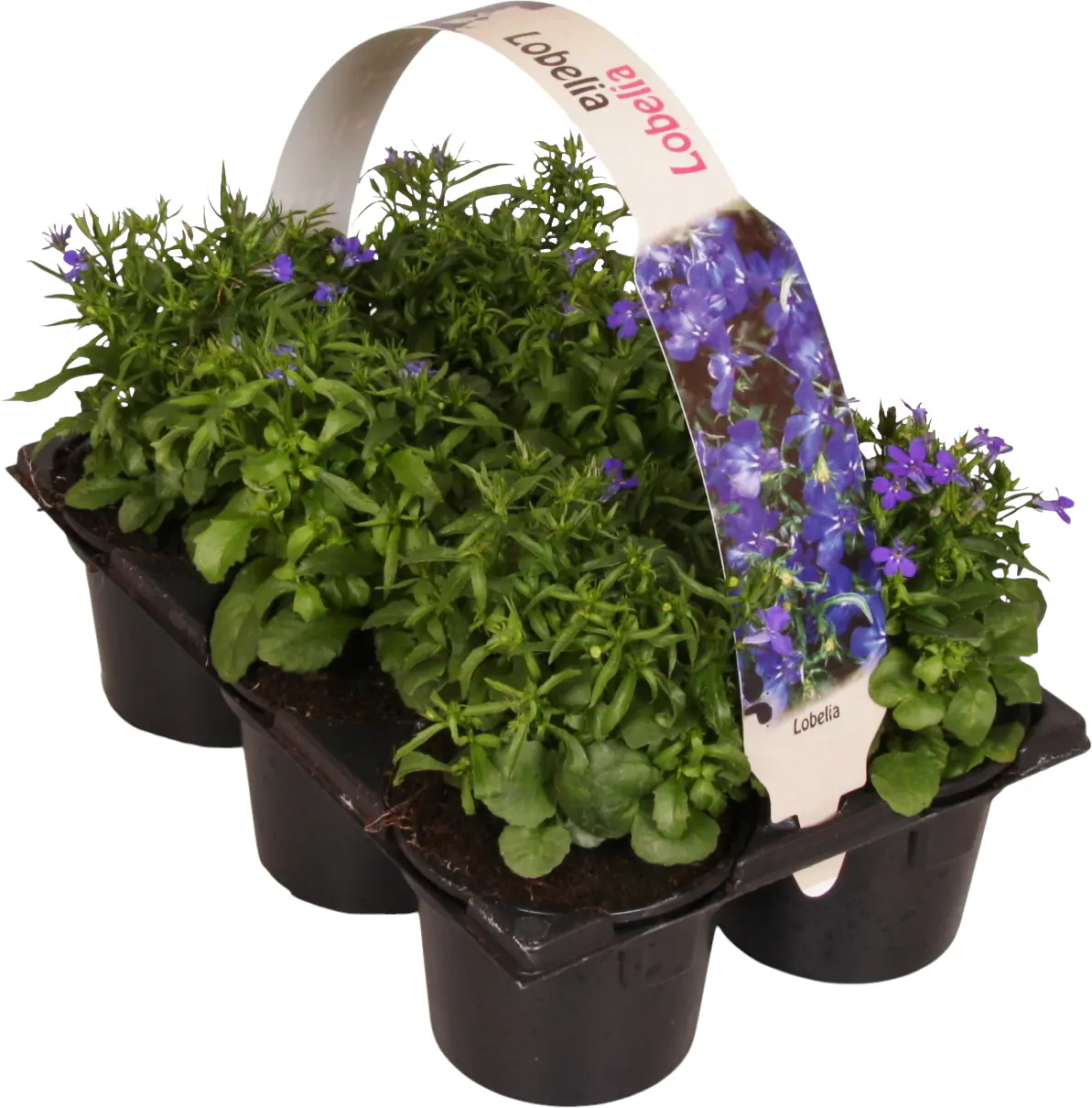 Beet- und Balkonpflanzen 6er Pack Beet- und Balkonpflanzen 6er Pack