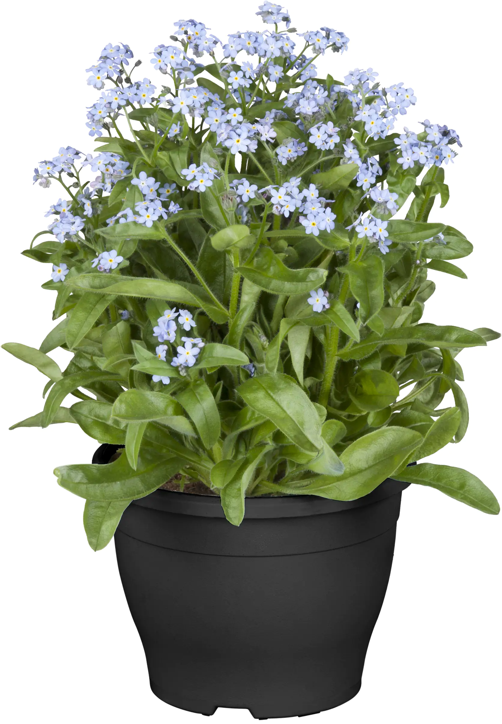 Vergissmeinnicht Myosotis Mon Amie H ca. 10 cm, 10,5 cm Topf