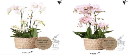 Phalaenopsis Kolibri Orchidee Weiß Pink im Korb mit Wassersystem 