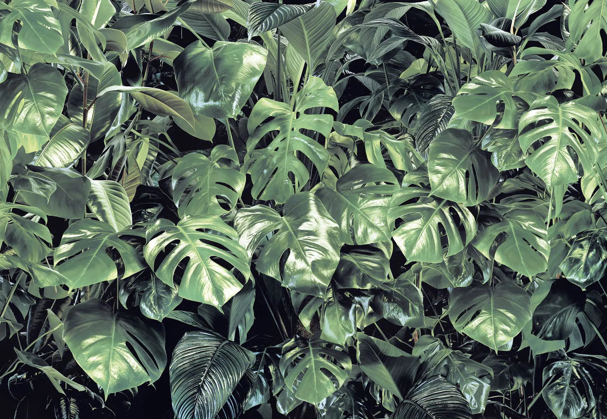 Komar Fototapete Verdure 368 x 254 cm 