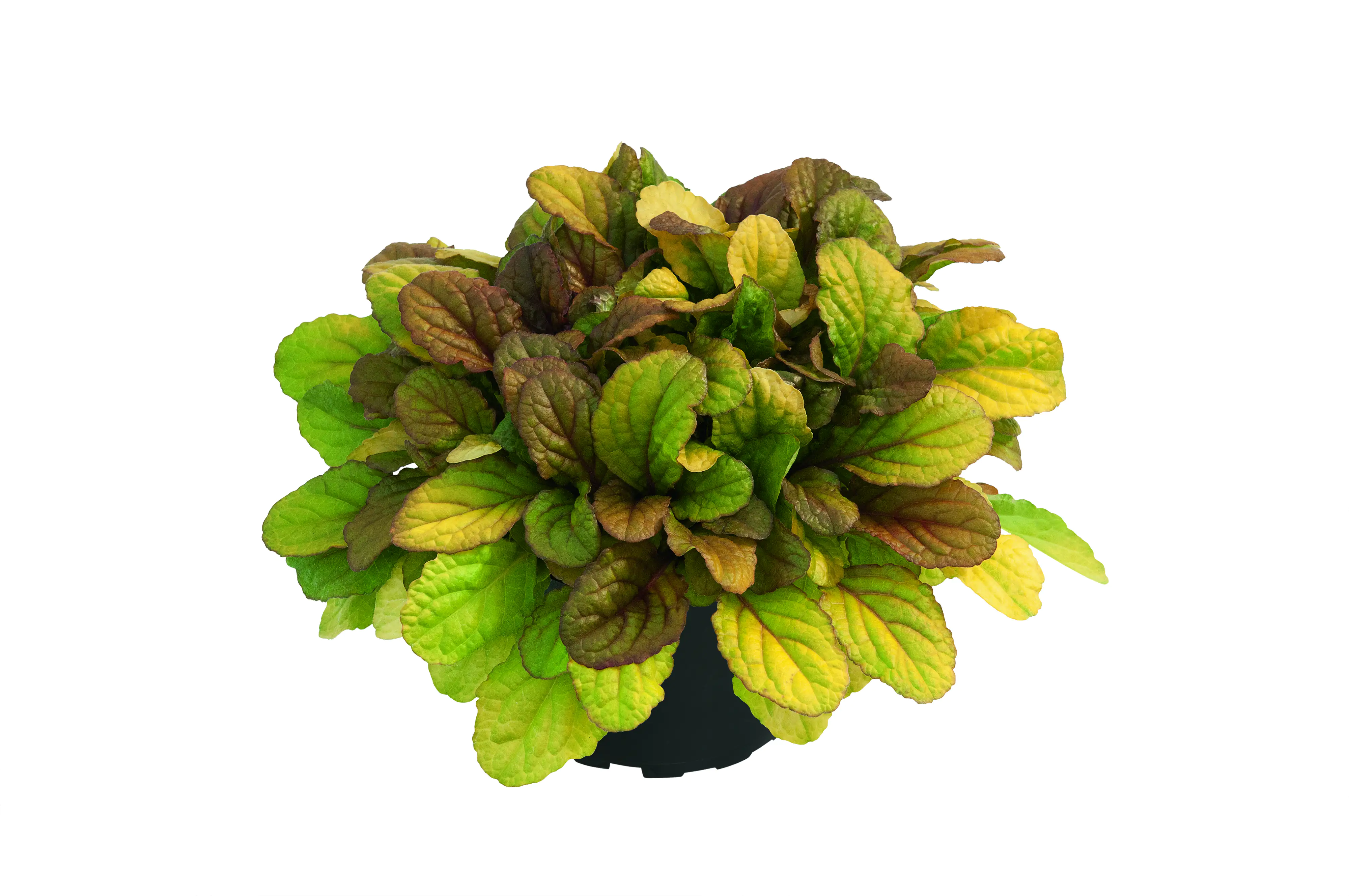 Kriechende Günsel Ajuga reptans 17 cm Topf