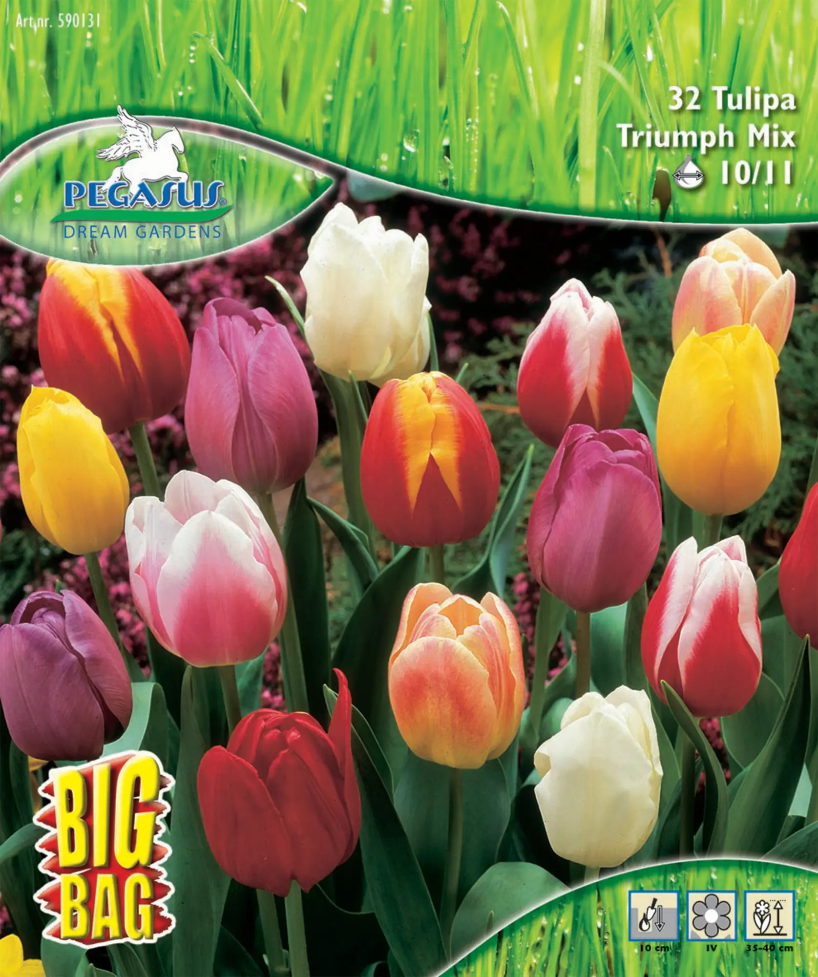 Pegasus Herbstblumenzwiebel Big Bag Triumph Tulpe Mischung 32 Stück
