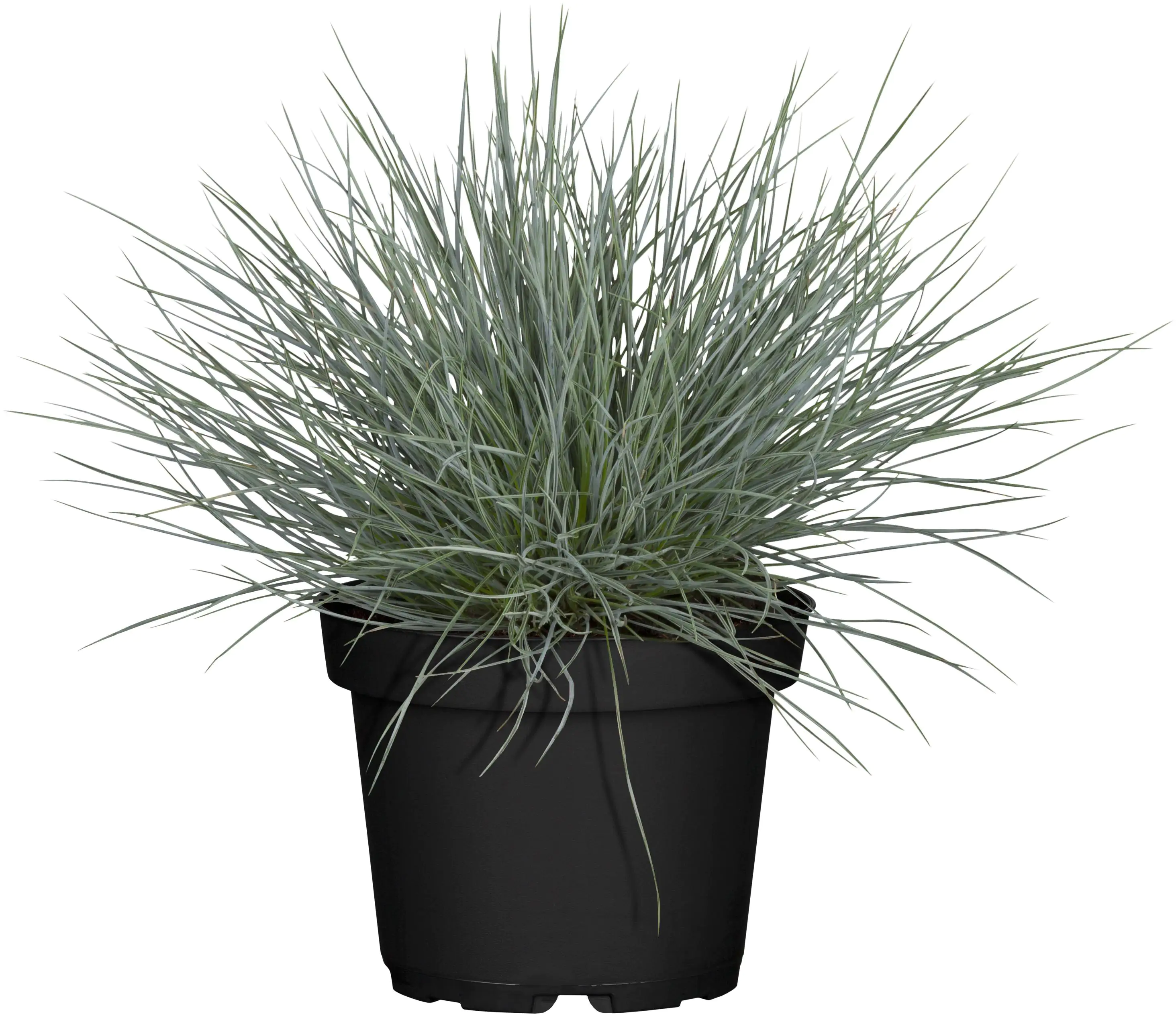 Silberner Herbst 6er Pack Silberner Herbst 6er Pack
