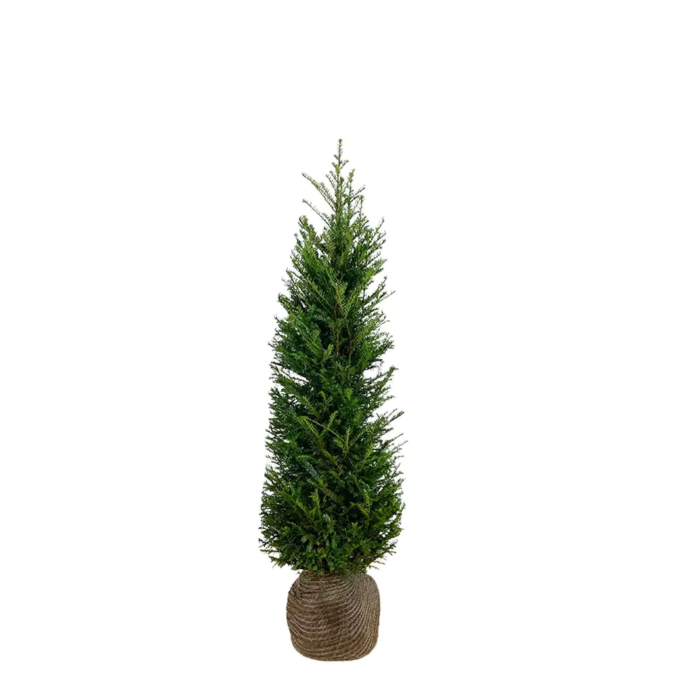 Heimische Eibe Taxus baccata H 60 - 80 cm, 25 Stück Heimische Eibe Taxus baccata H 60 - 80 cm, 25 Stück