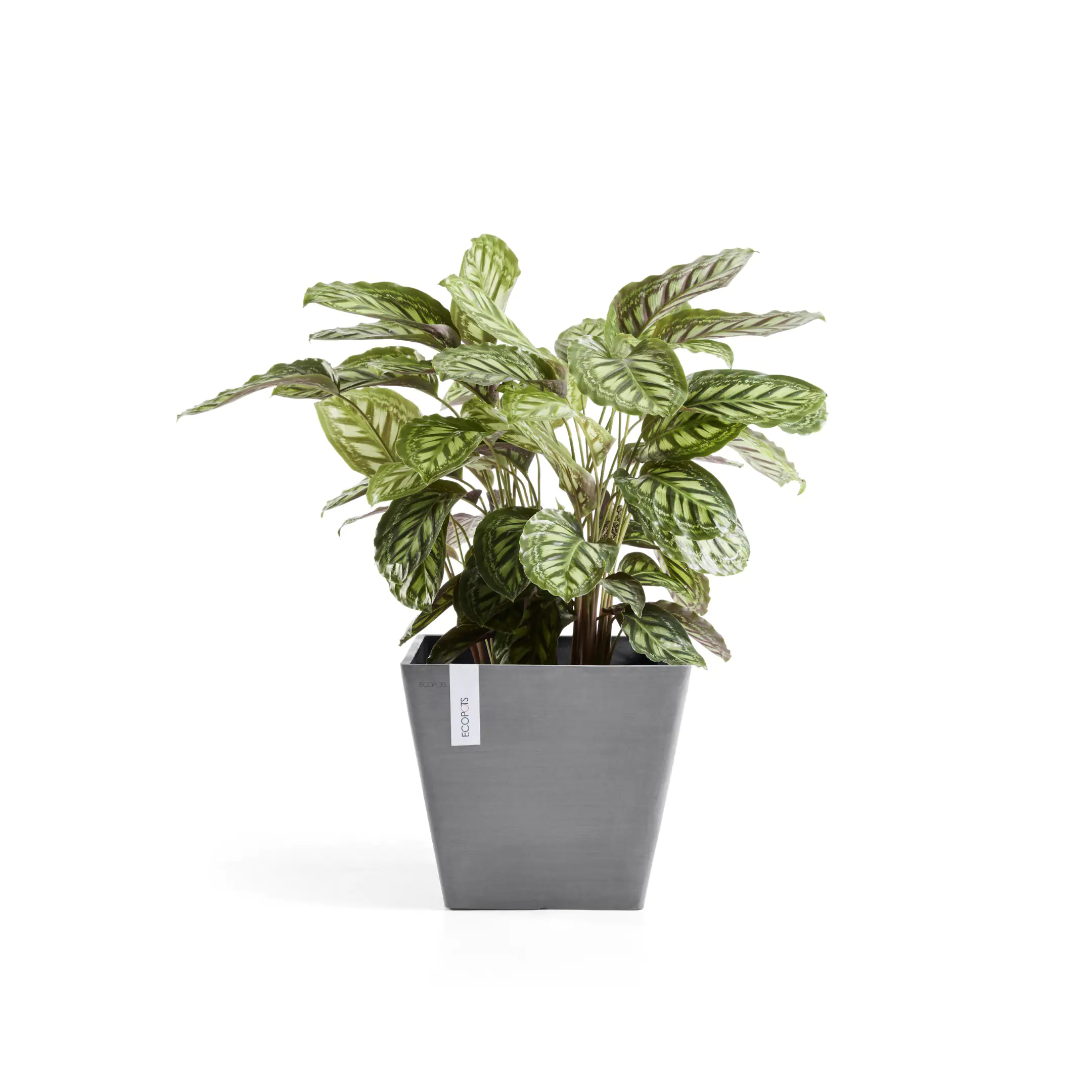 Ecopots Pflanztopf Rotterdam 40 x 40 x 35 cm grau