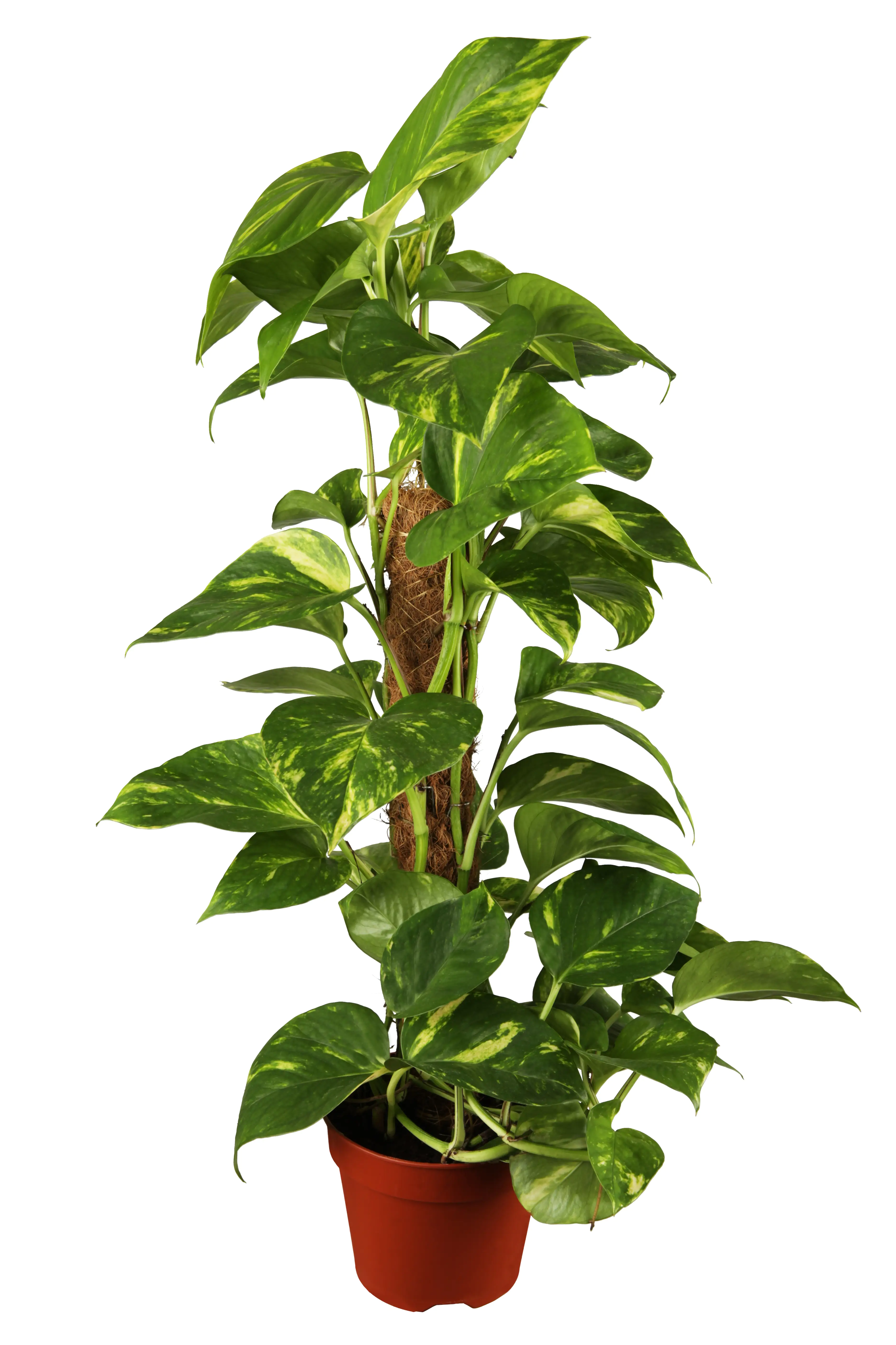 Efeutute Scindapsus Moosstaab H ca. 80 cm 19 cm Topf