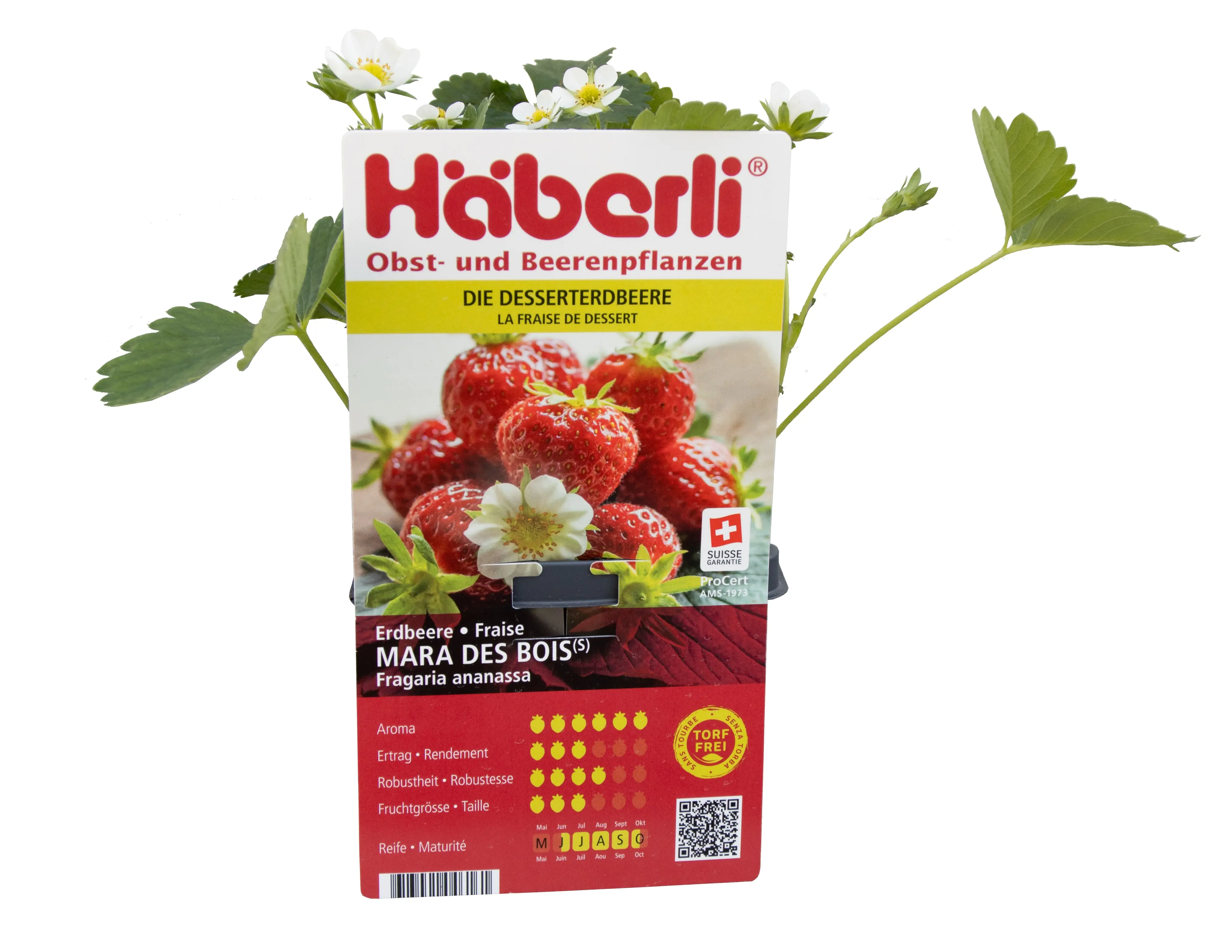 Fragaria × ananassa Garten-Erdbeere Mara Des Bois 4er Set Fragaria × ananassa Garten-Erdbeere Mara Des Bois 4er Set