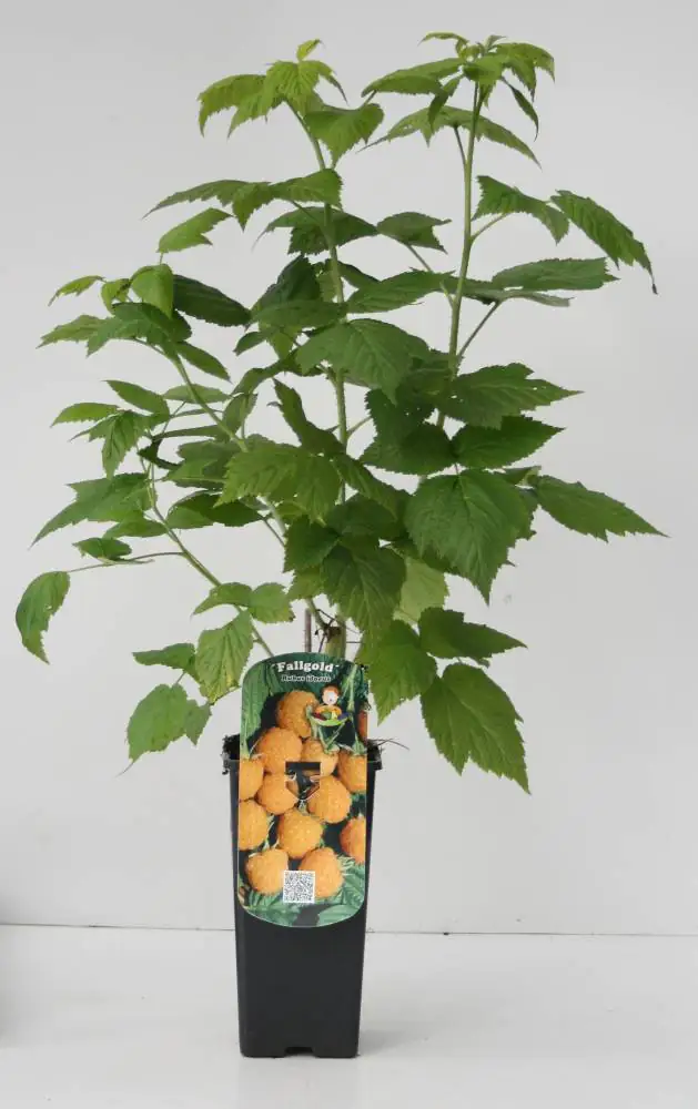 Obststrauch Goldgelbe Himbeere 2 L Container Obststrauch Goldgelbe Himbeere 2 L Container