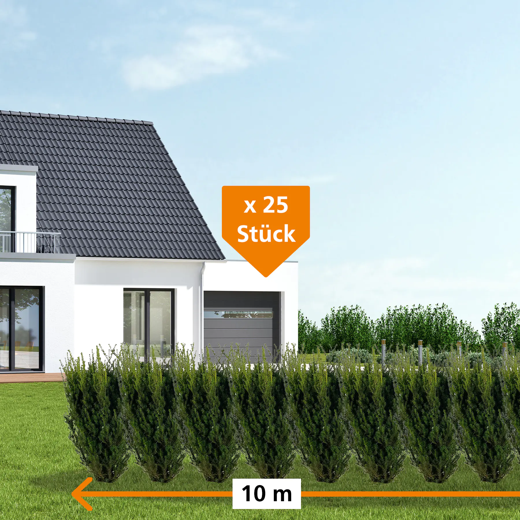 Bechereibe Hilli Taxus media hillii H 60 - 80 cm, 25 Stück