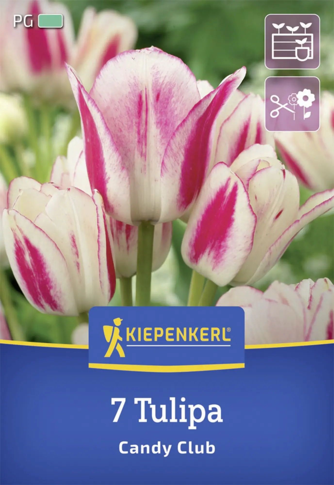 Kiepenkerl Herbstblumenzwiebel Mehrblütige Tulpe Candy Club 7 Stück