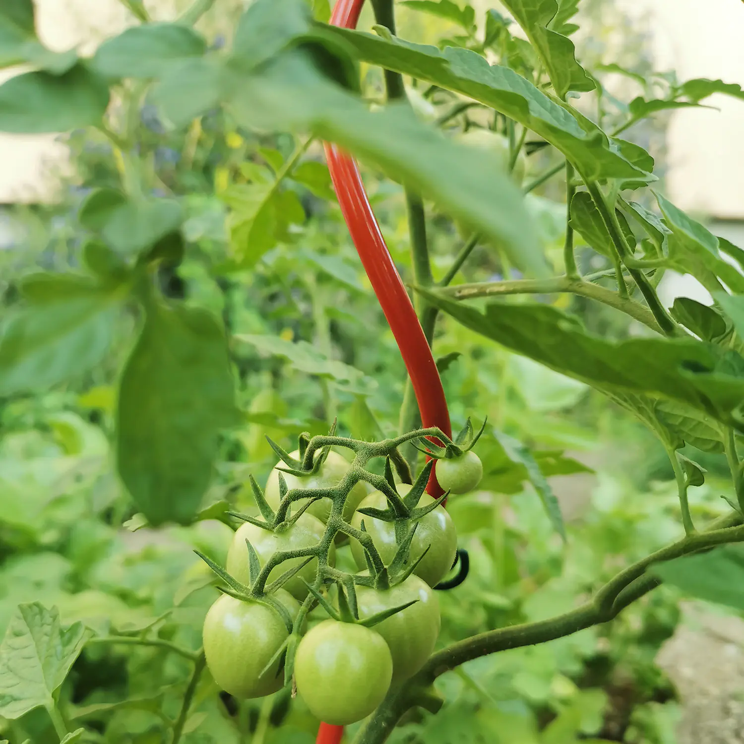 Bellissa Tomatenspirale COLORATA 110, 4 x 4 x 110 cm, rot