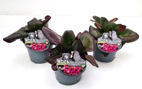 Bergenie Bergenia cordifolia H 20 - 40 cm 13 cm Topf