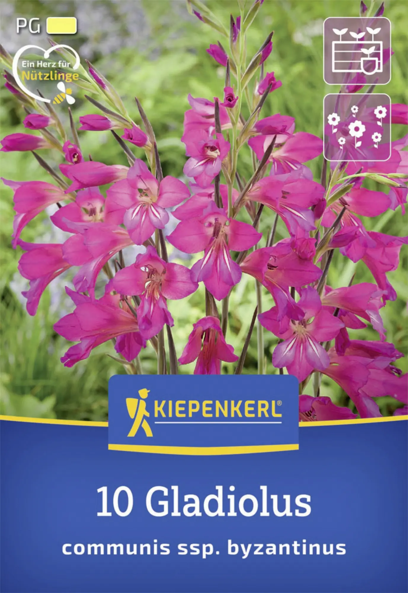 Kiepenkerl Herbstblumenzwiebel Byzantinische Wildgladiole 10 Stück